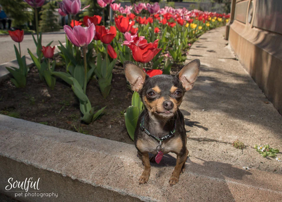 Chihuahua with Tulips.jpg
