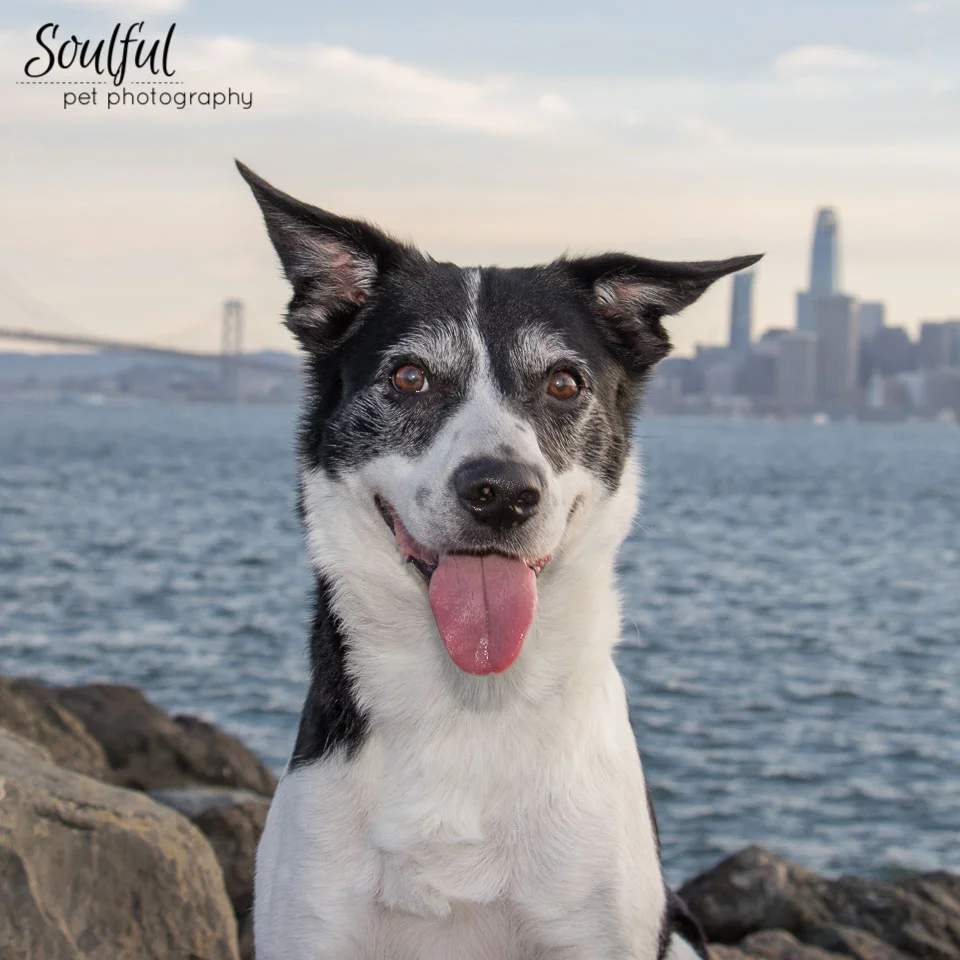 6 Tips to Choosing a Pet Photographer