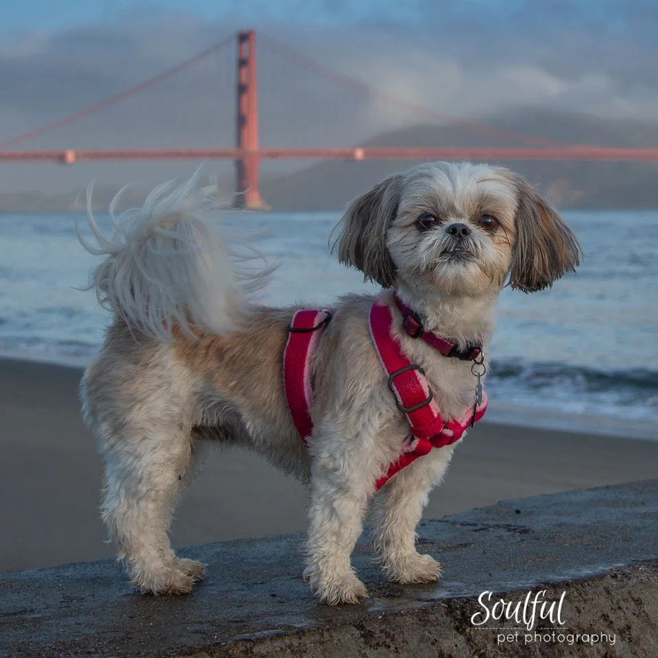 On Location: Crissy Field Beach