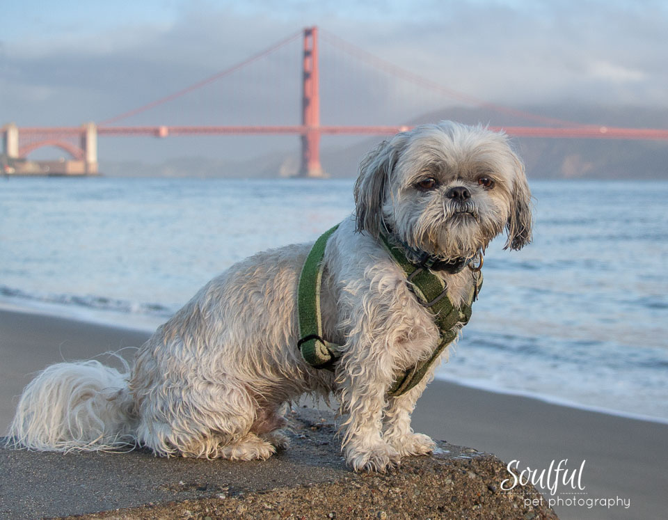 Blog Photo Golden Gate Bridge.jpg