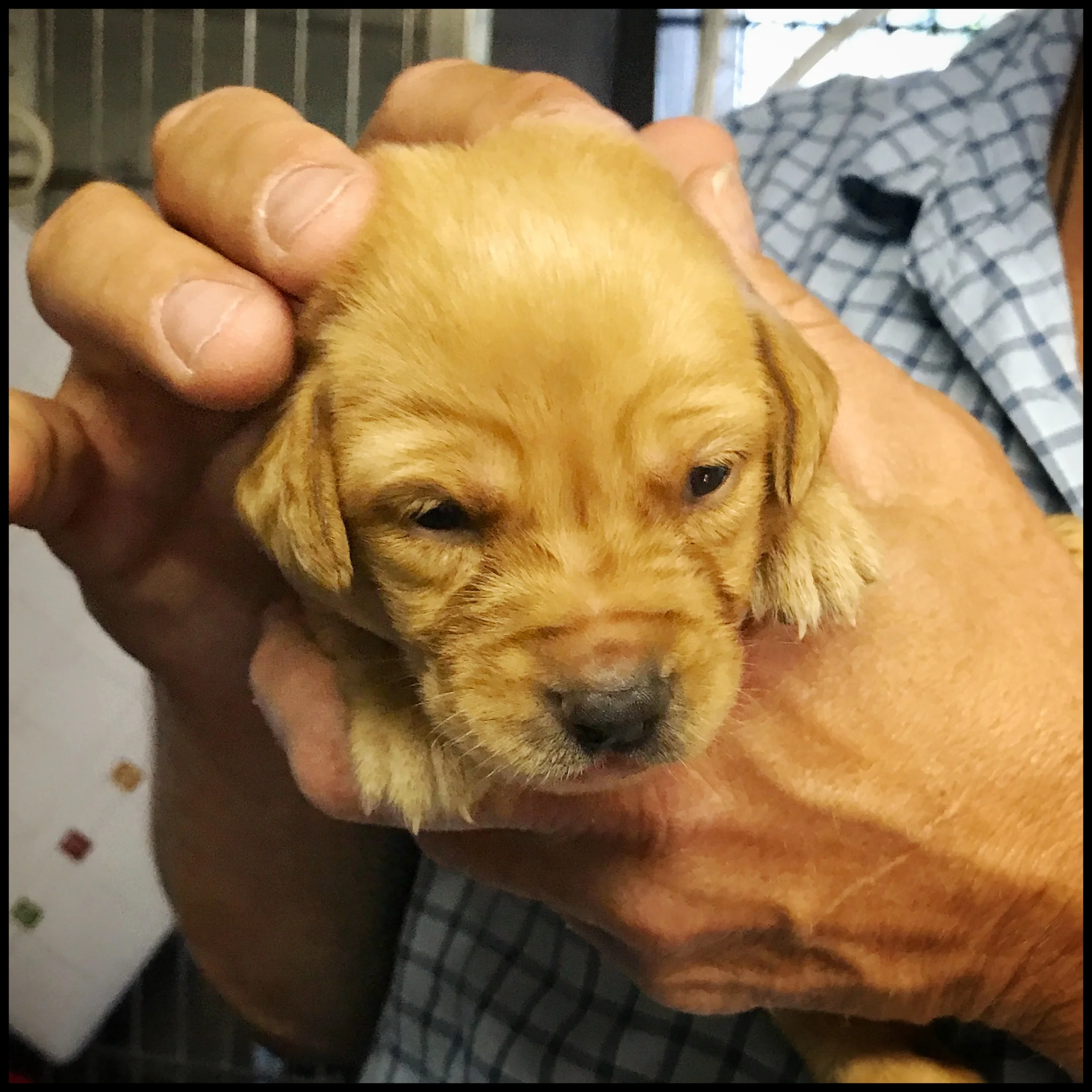 Meet Finn!