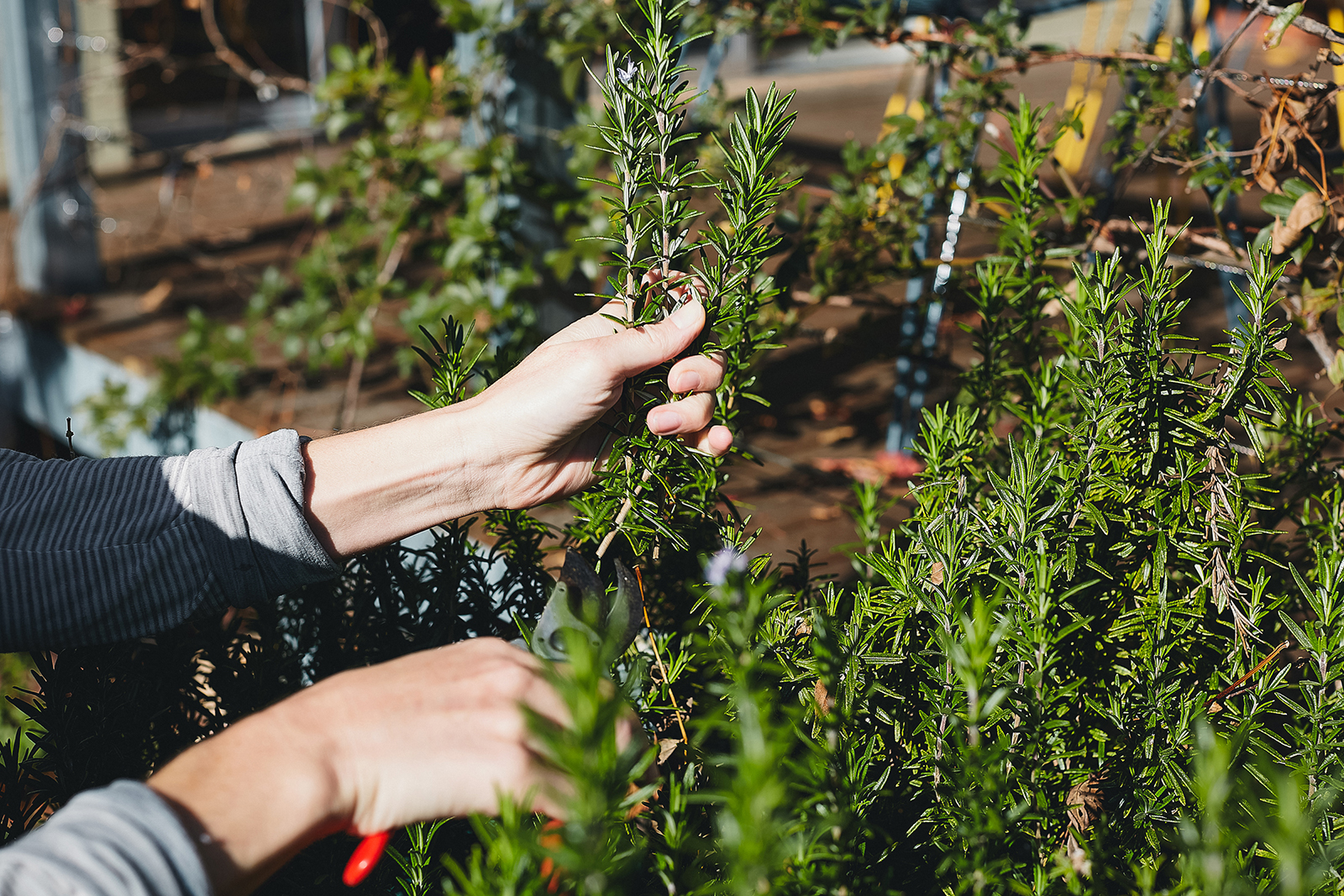park-street-carlton-north-cafe-herbs.png