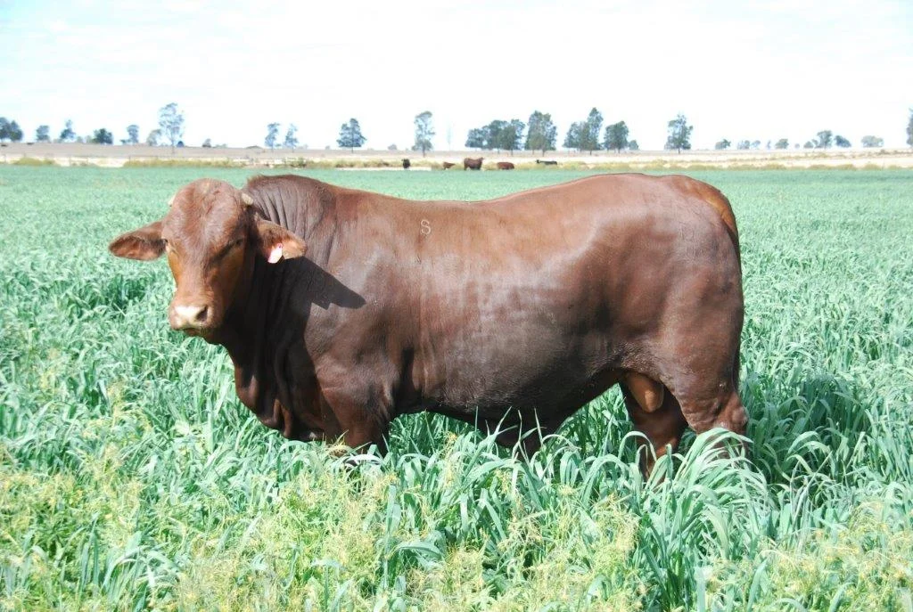 YARRAWONGA APACHE.jpg