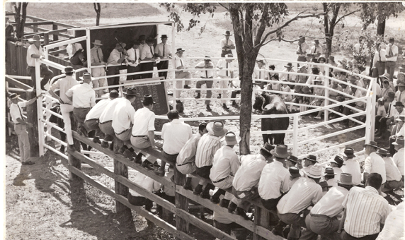 First Bull Sale on property 'Yarrawonga'