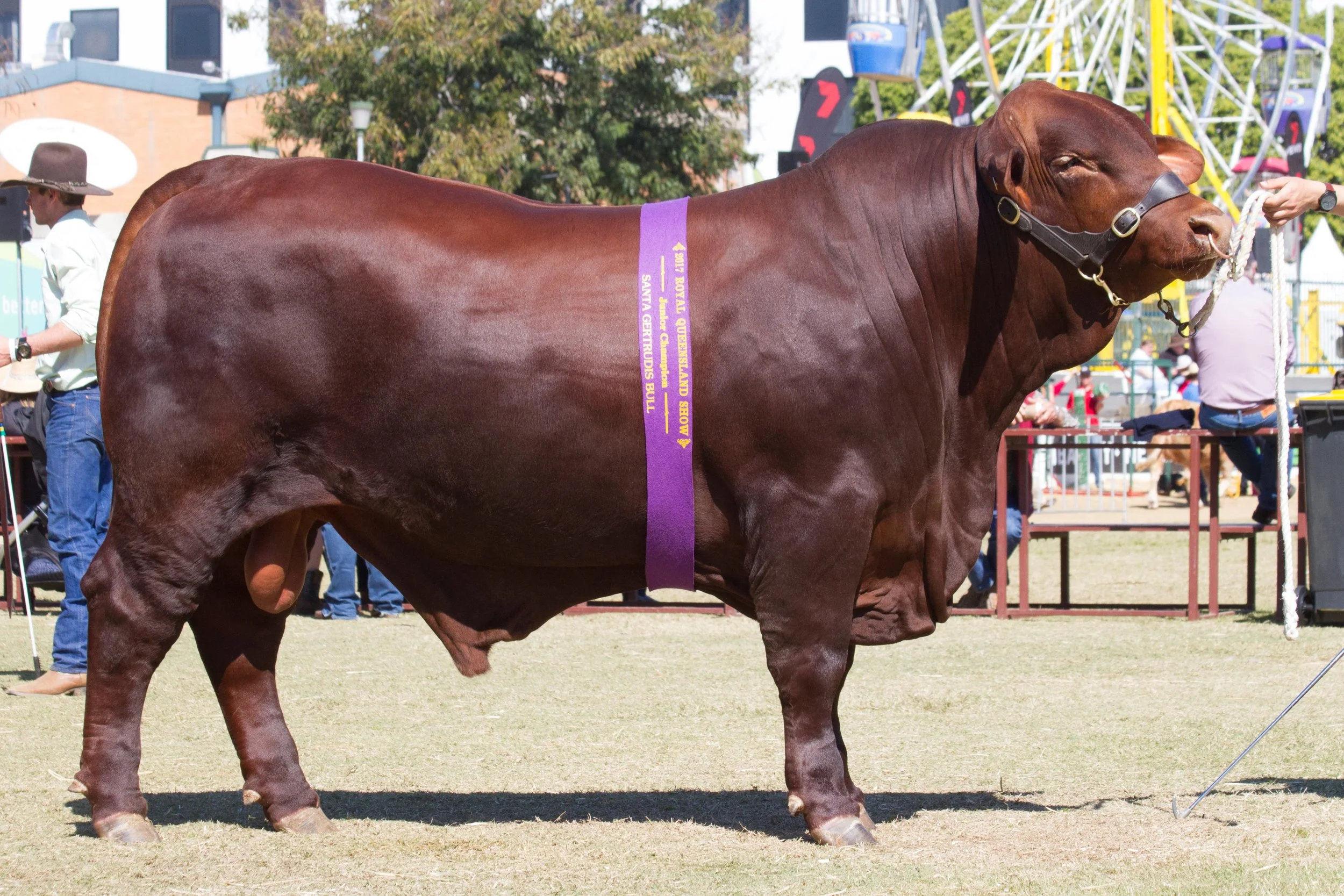 Yarrawonga Gamer M518 (P)- Junior Champion Bull.