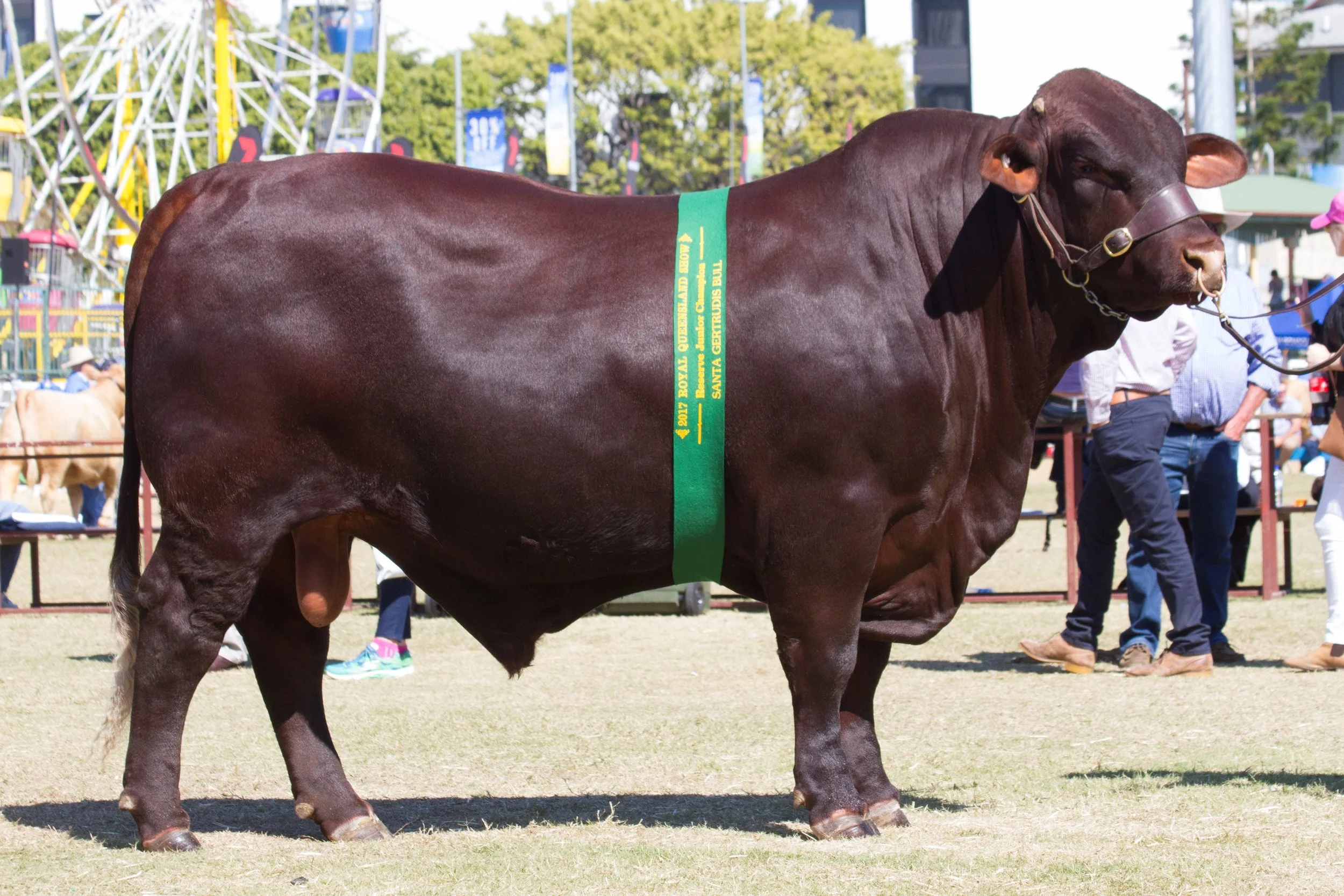 Waco Mustang M170 (P)- Reserve Junior Champion Bull.