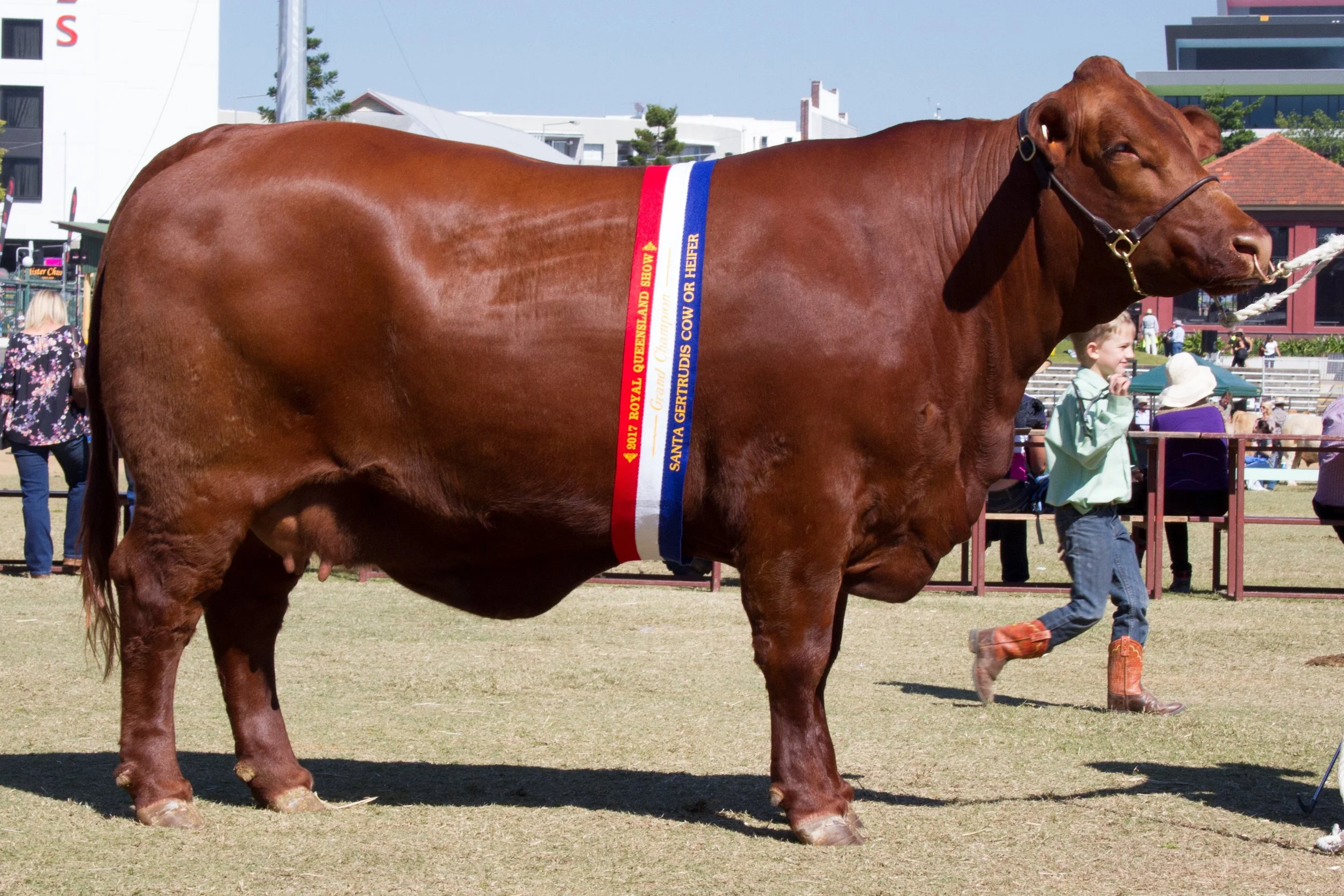 Yarrawonga Escort K425- Grand and Senior Champion Cow.