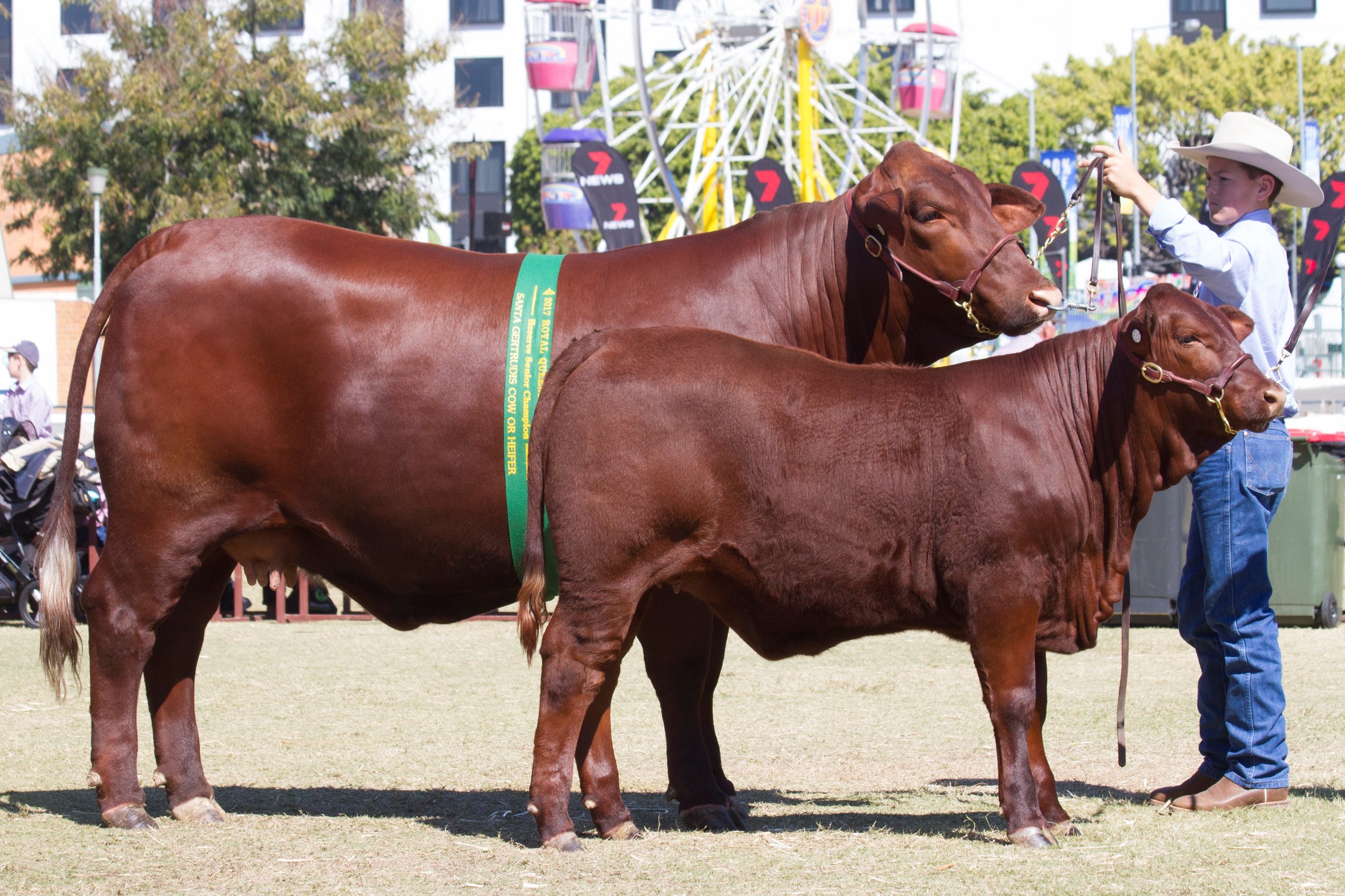 Reserve Senior Champion Cow Waco Frankie with calf Waco Nancy.