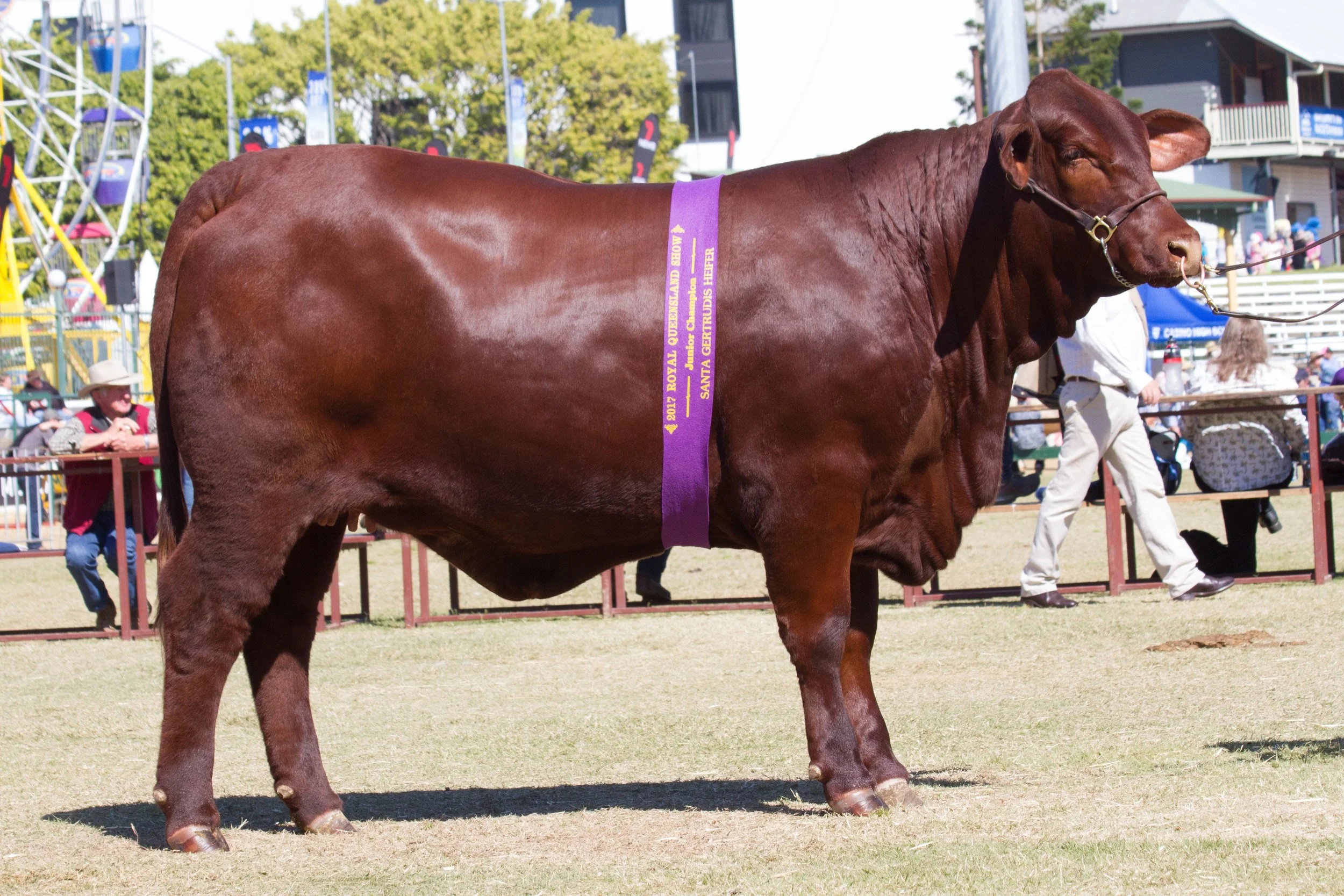 Waco Marley M343- Junior Champion Heifer.