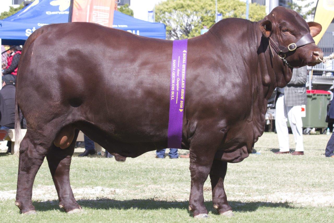 Junior Champion Bull- Yarrawonga Fixer L664 (P)
