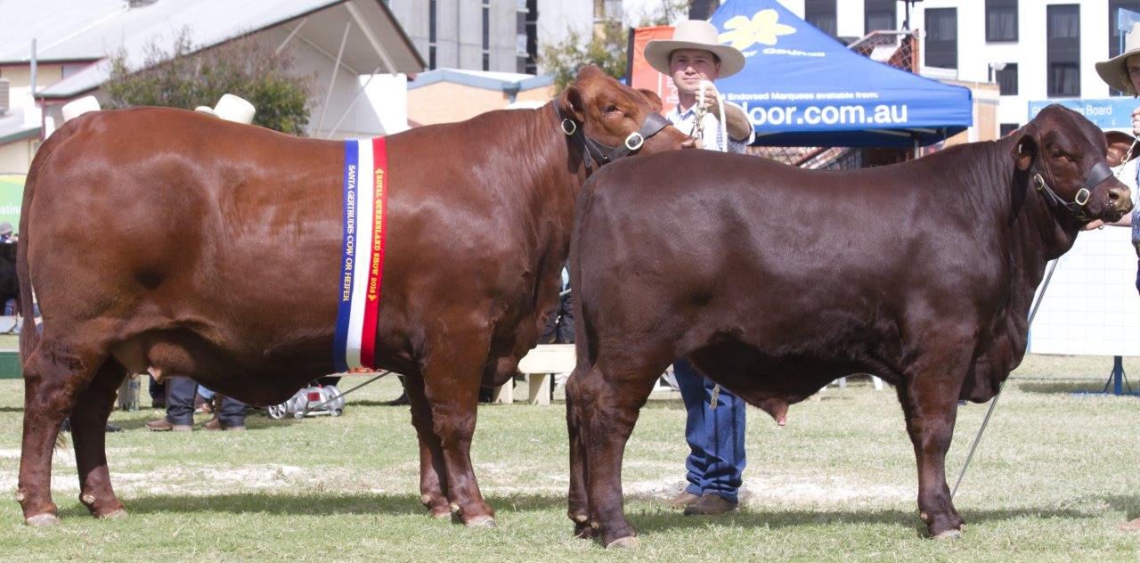 Senior and Grand Champion Cow and Calf- Yarrawonga Escort K425