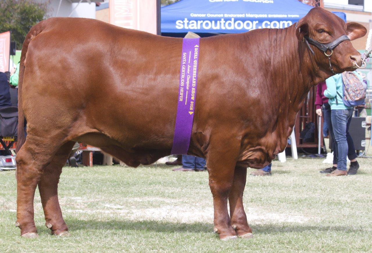 Junior Champion Heifer- Yarrawonga Feather L661 (P)