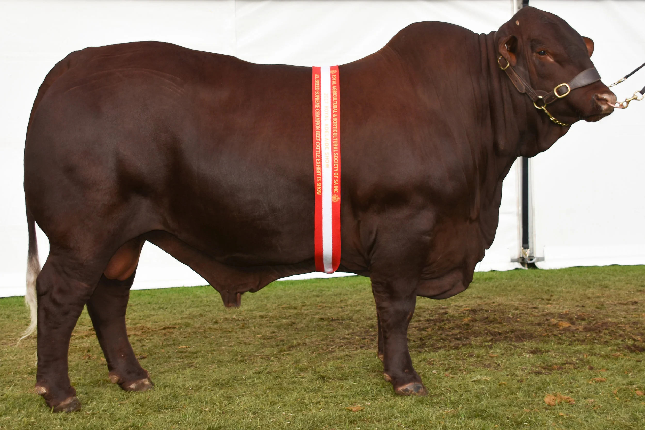 All Breed Supreme Beef Cattle Exhibit: Yarrawonga Fixer