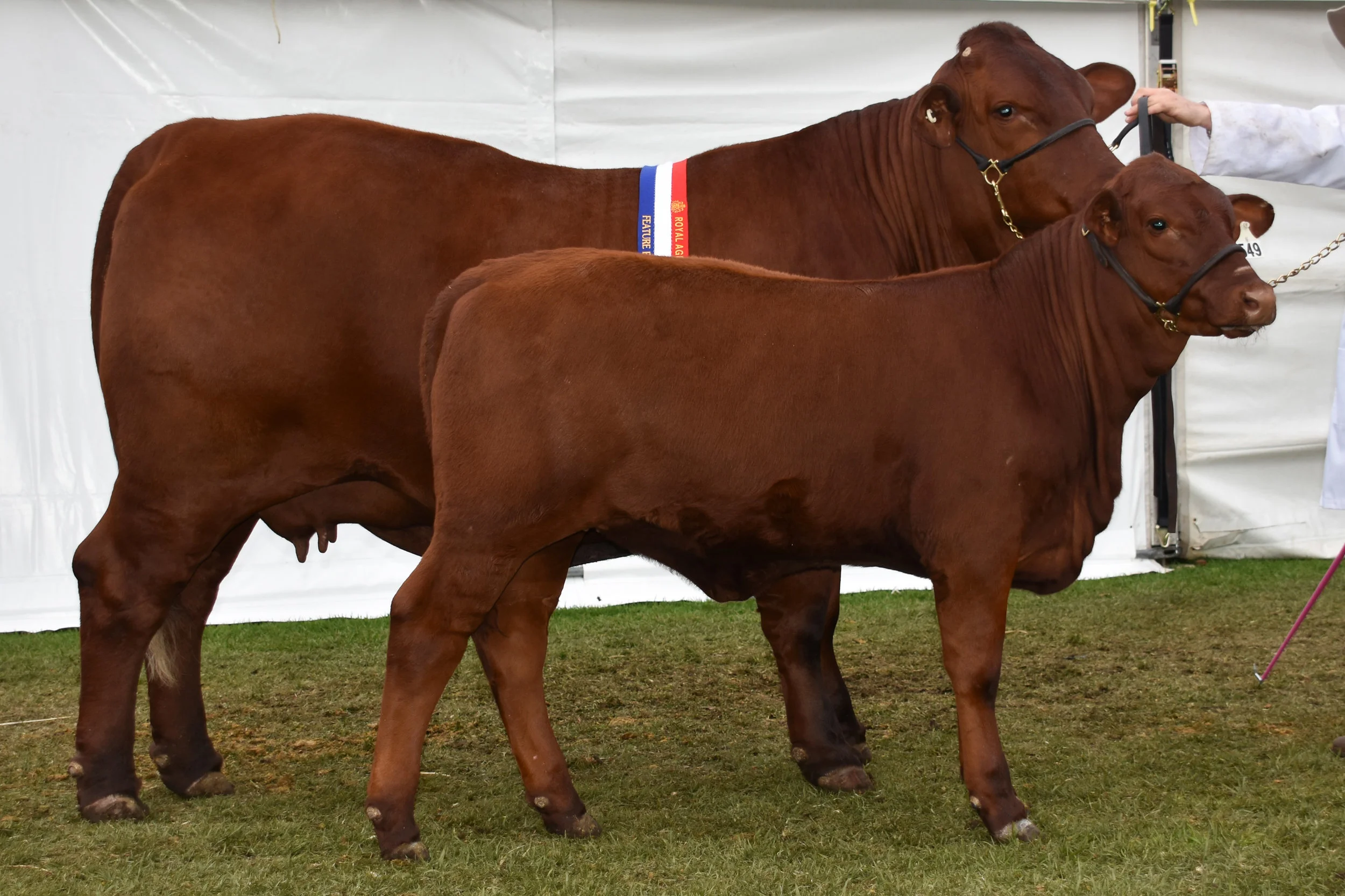 Grand Champion Santa Gertrudis Cow: Yarrawonga Fifi