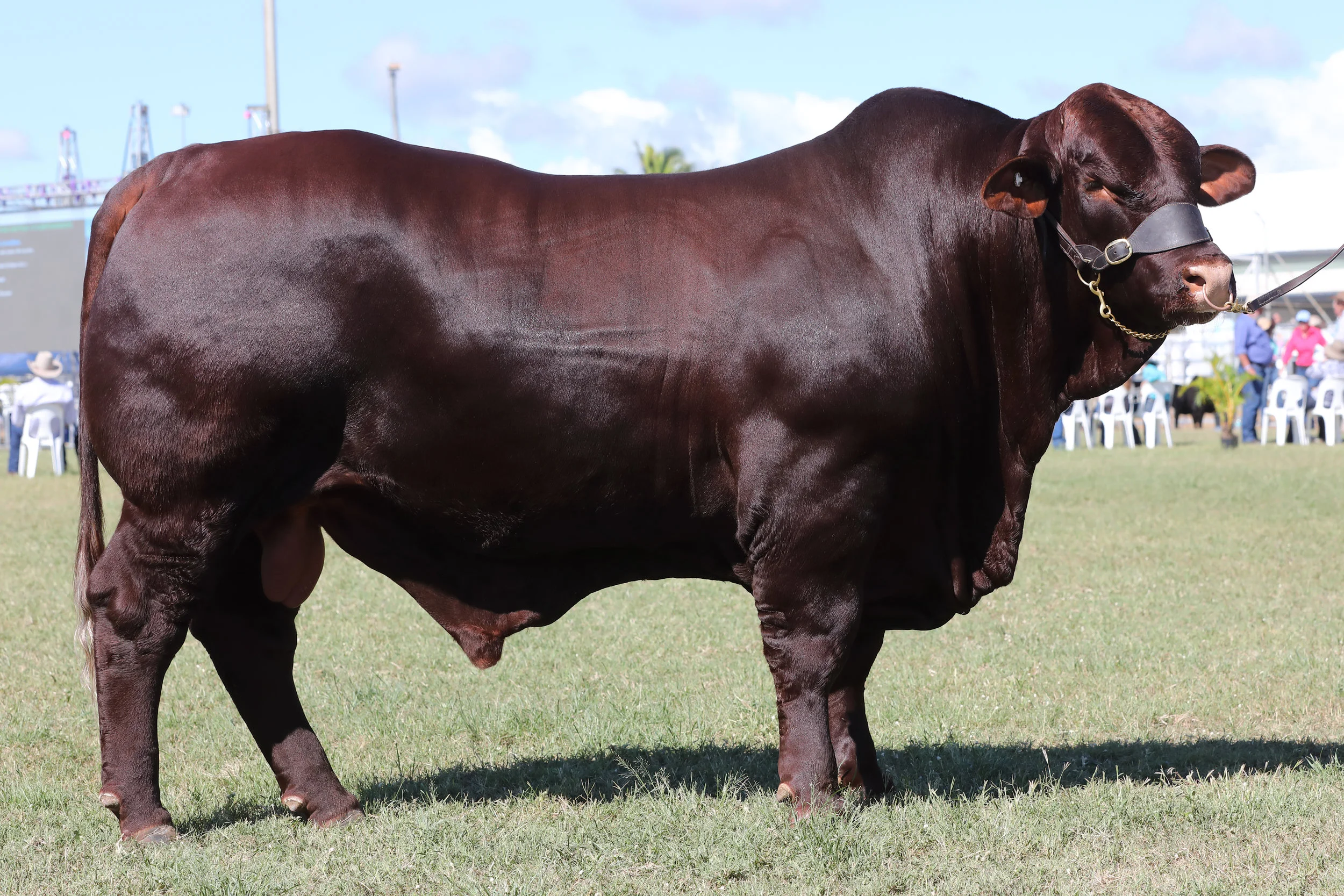 Waco Massi. Senior and Grand Champion Bull