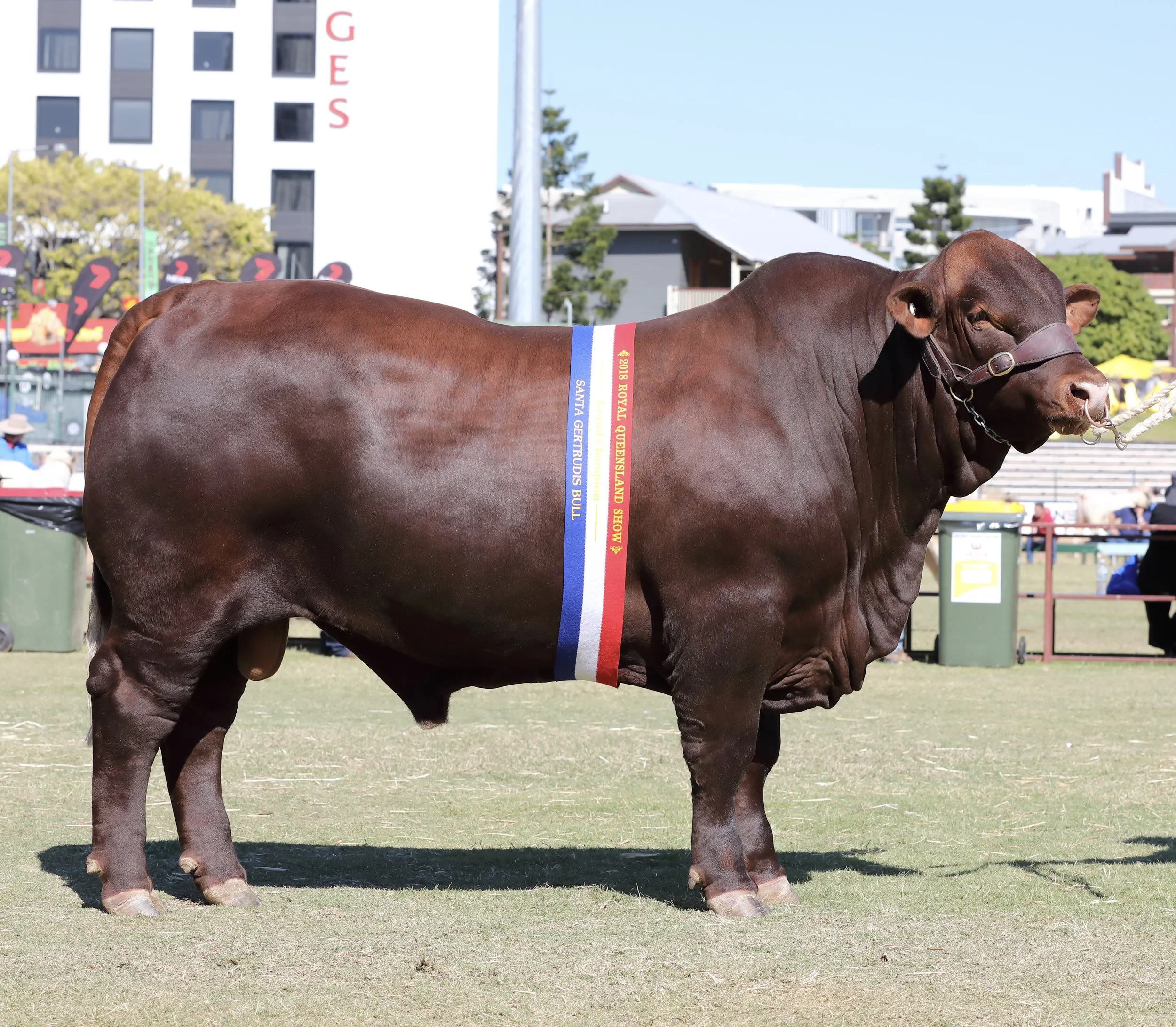 2018 Ekka Junior & Grand Champion Bull, Yarrawonga H Bomb N274 (P)