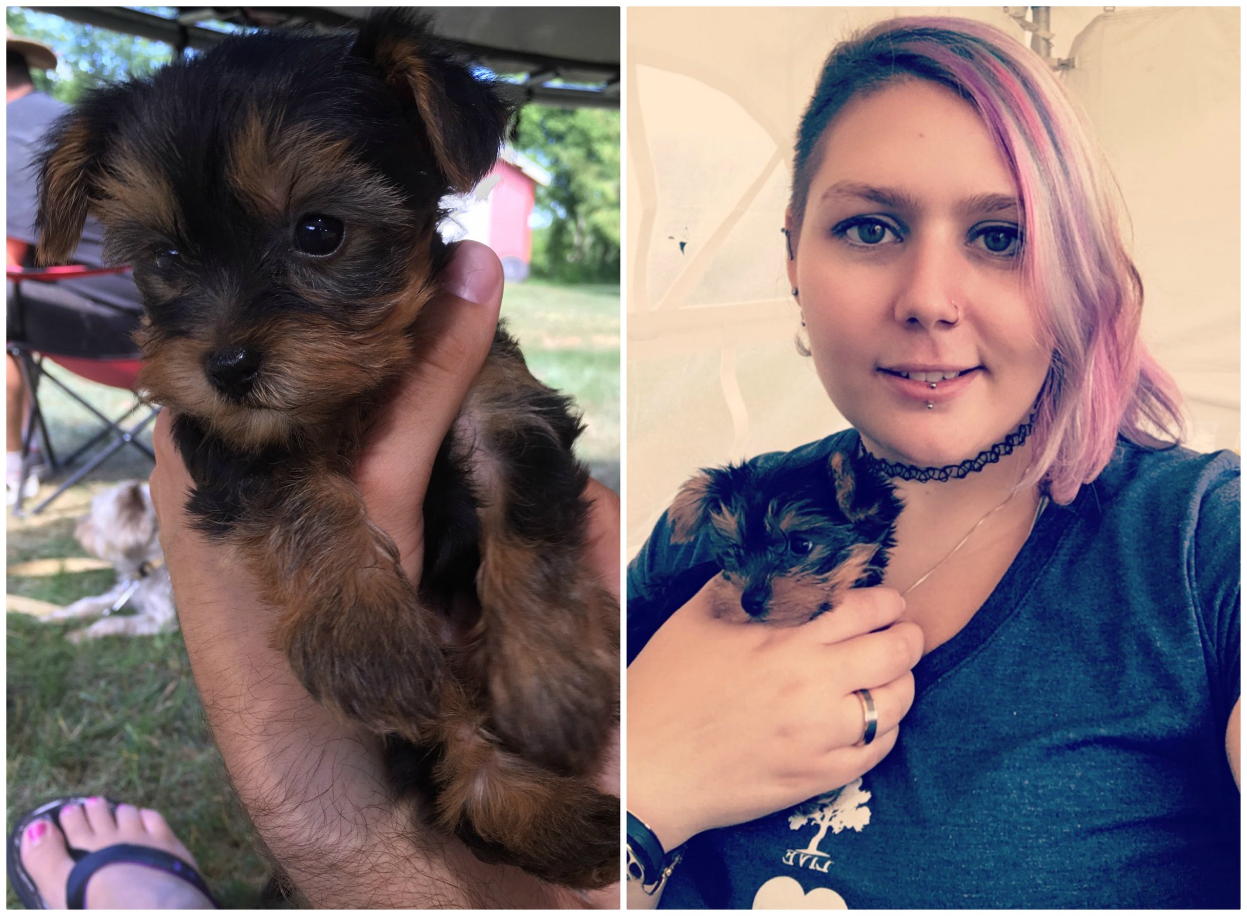 1- Rini at the breeder’s when she was about 4 weeks old. 2- Rini shortly after she was brought home. (Photo Courtesy of Jessica)