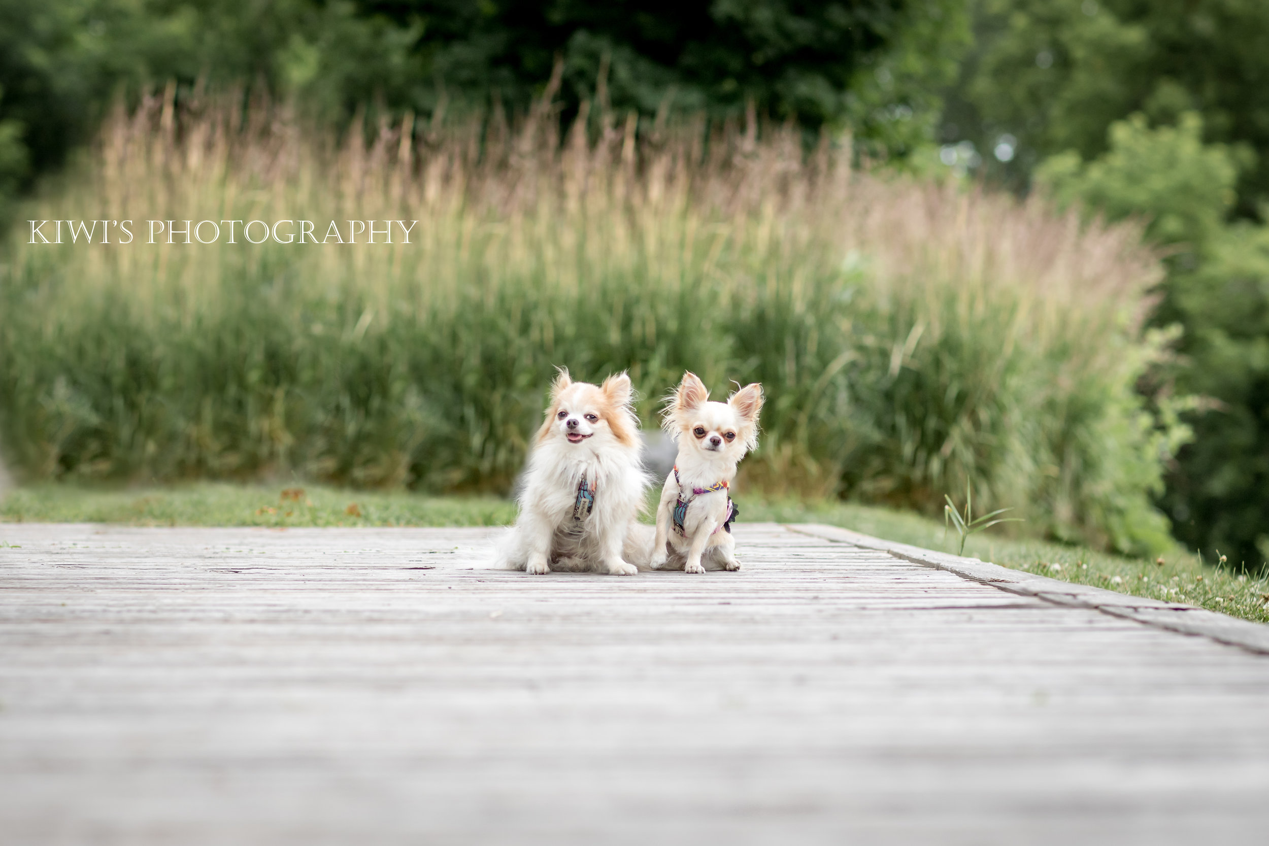 How I Met my Best Friend - Ottawa Pet Photography - Montecristo Travels
