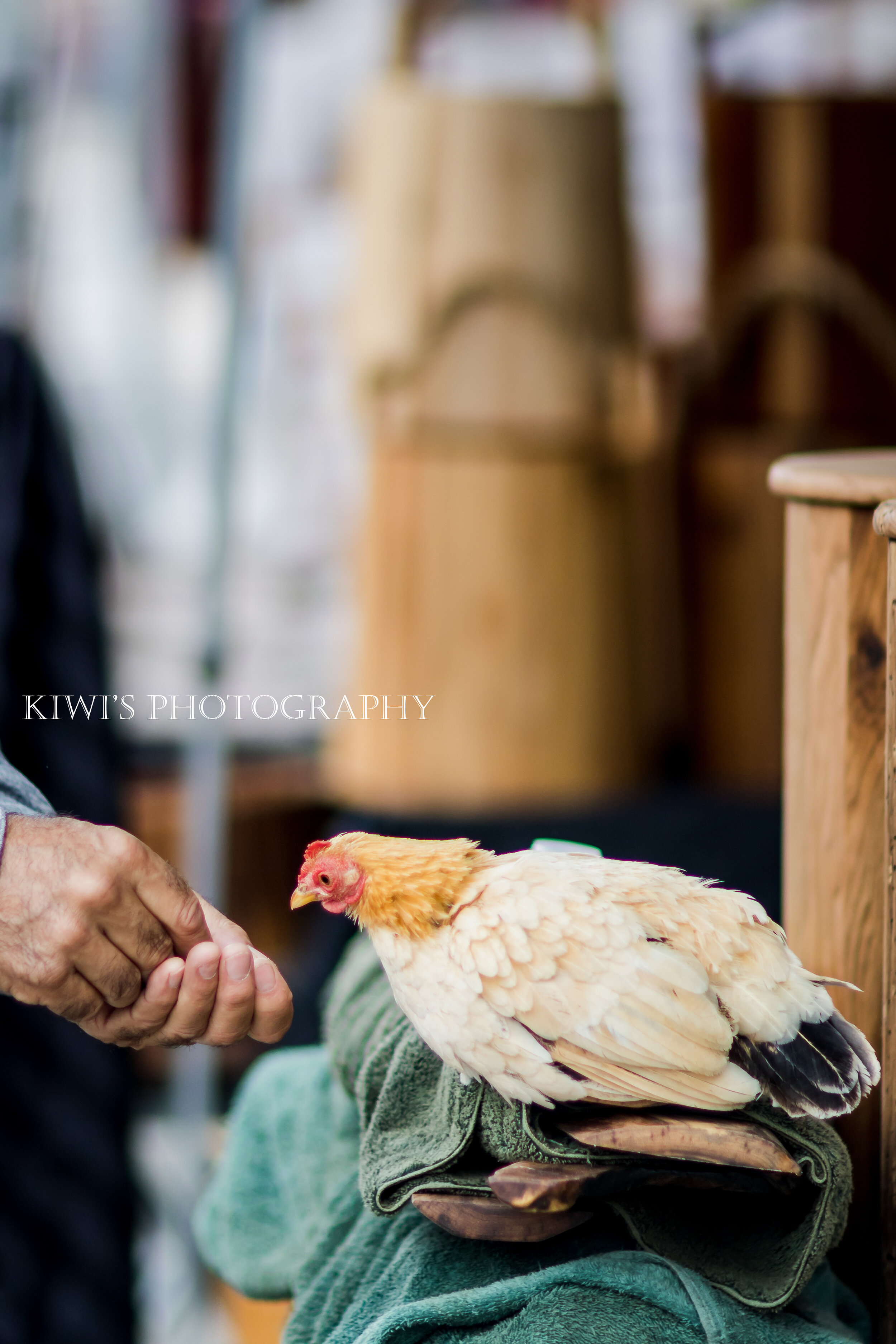 how i met my best friend, ottawa pet photography, byward market