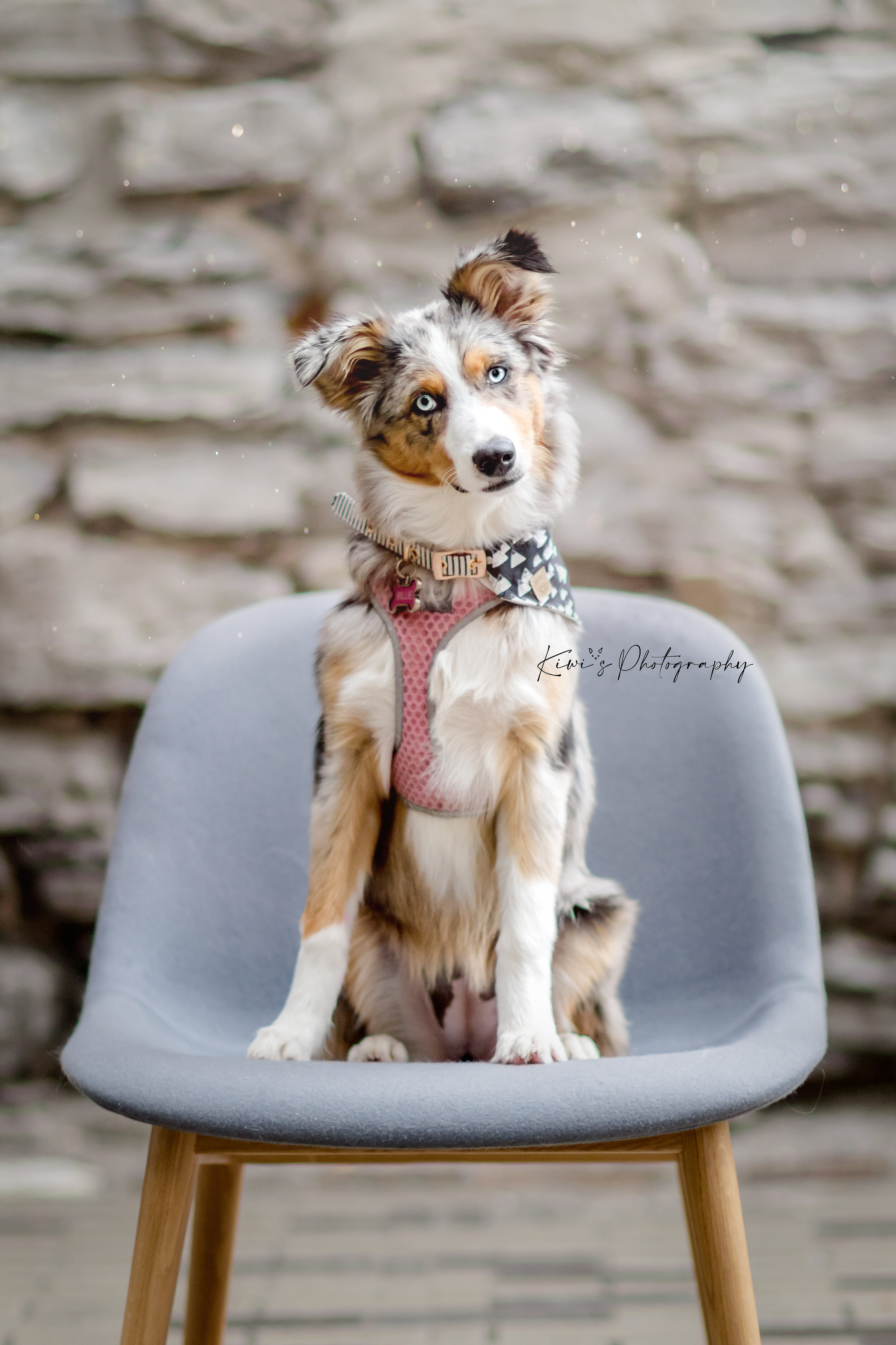 Here comes Billie the Aussie! I love her beautiful colors, I think she looks pawfect on that chair.