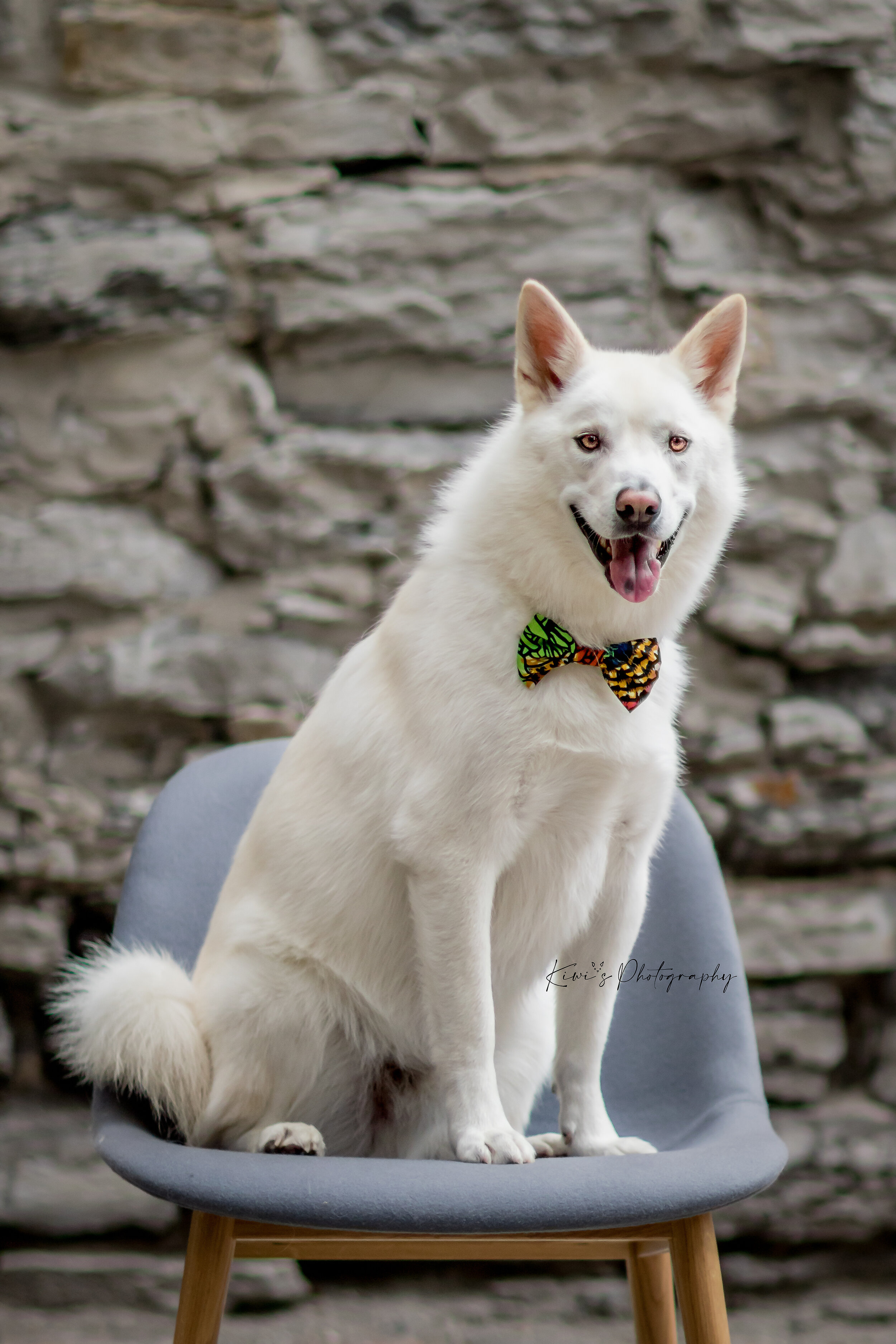 This is Shiro the husky. His mom is half Japanese (like me!) and his name means “white” in Japanese. Isn’t he gorgeous?