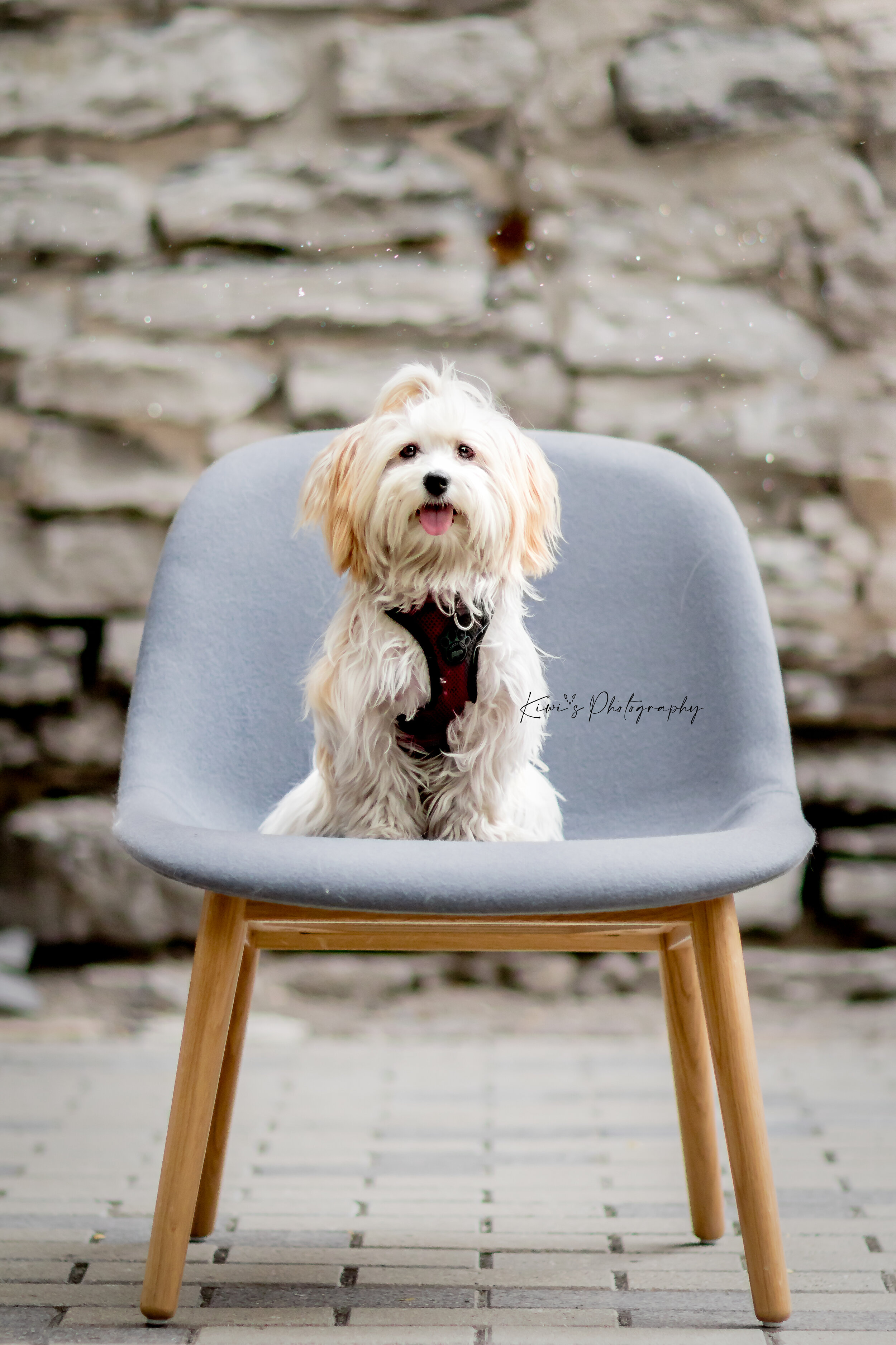 This is Mila the Havanese. She sat like a lady and stared at the camera like a true Insta-Pup!