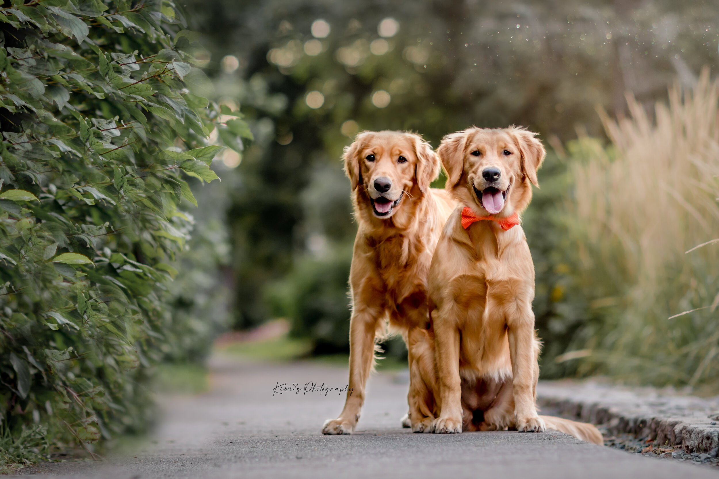 Ottawa Dog Photography, Golden Retrievers