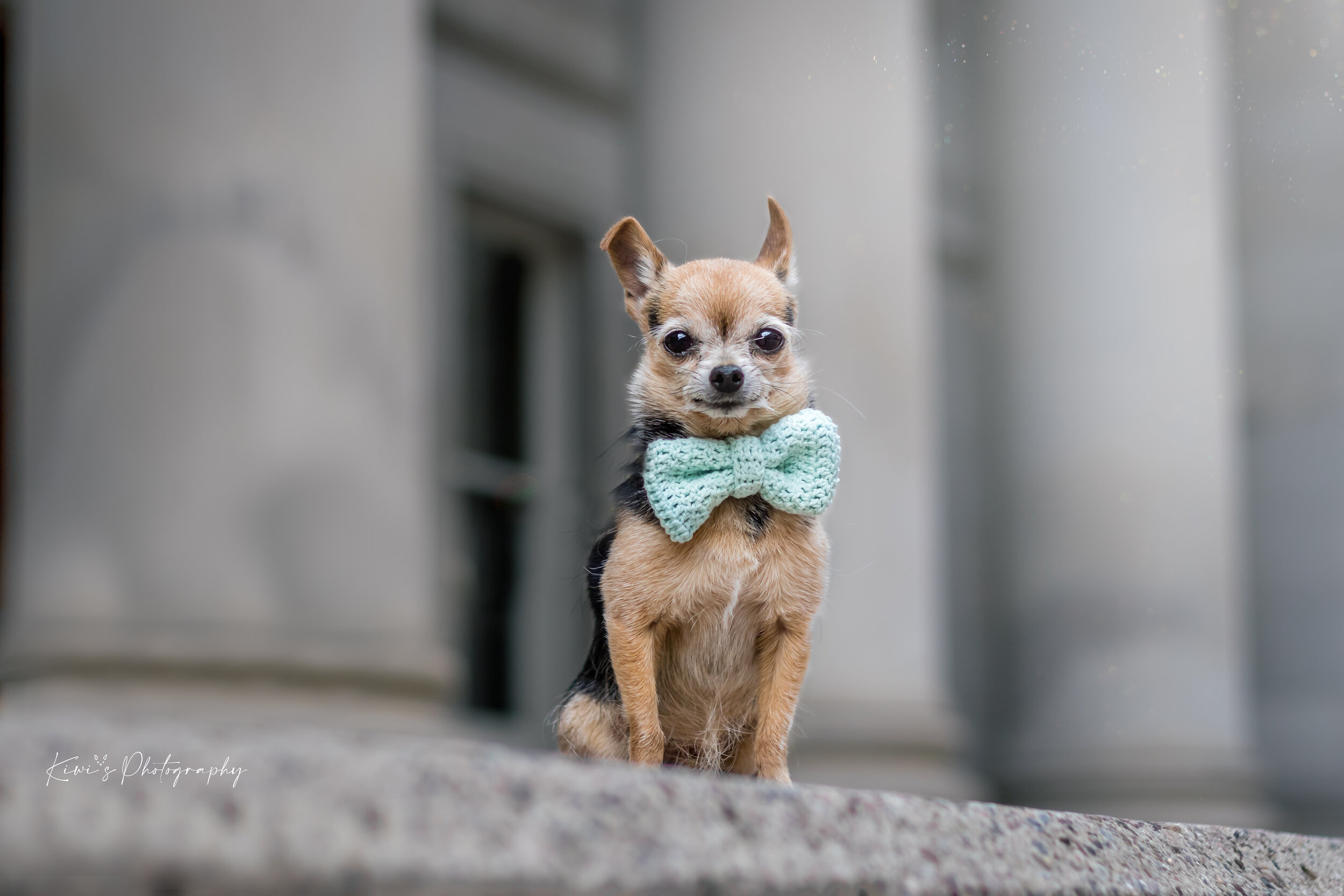 Benji wearing his pastel colored bow tie made by Wolfpakstitchin.