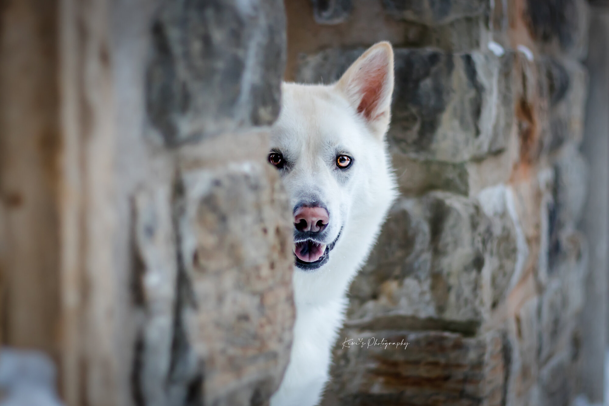 Shiro at the Mackenzie King Estate in Gatineau