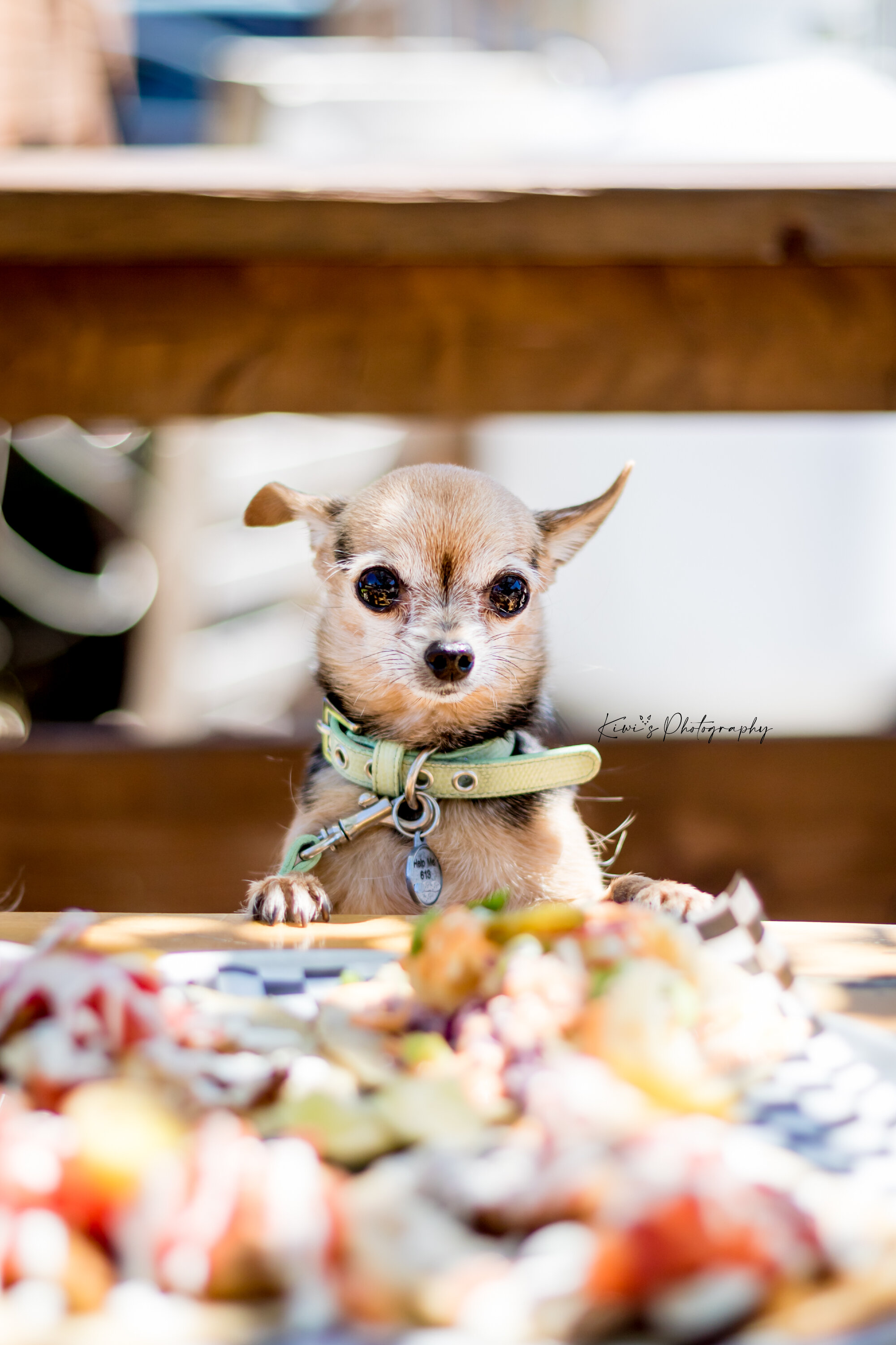 dog friendly patios ottawa