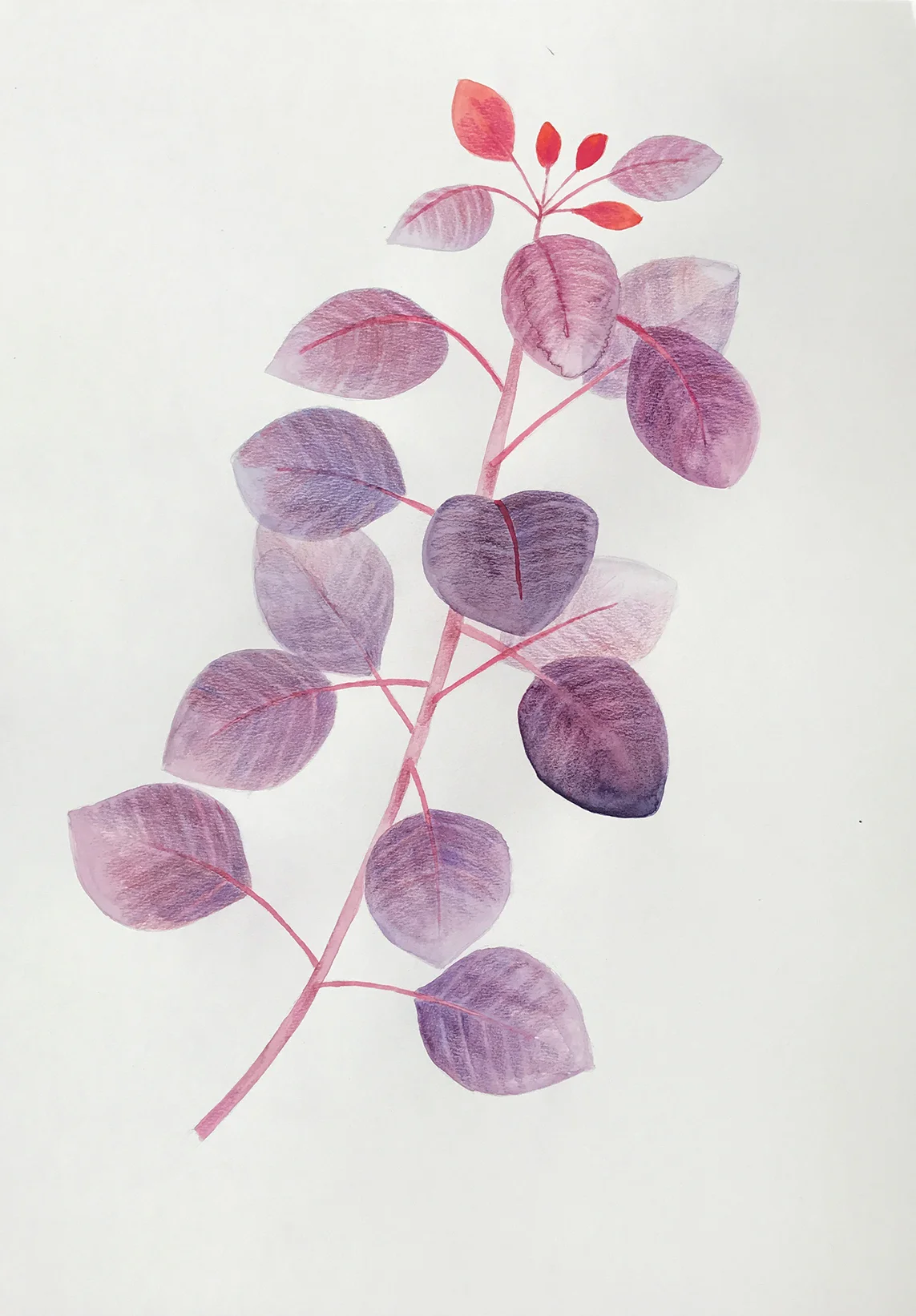 Smokebush study