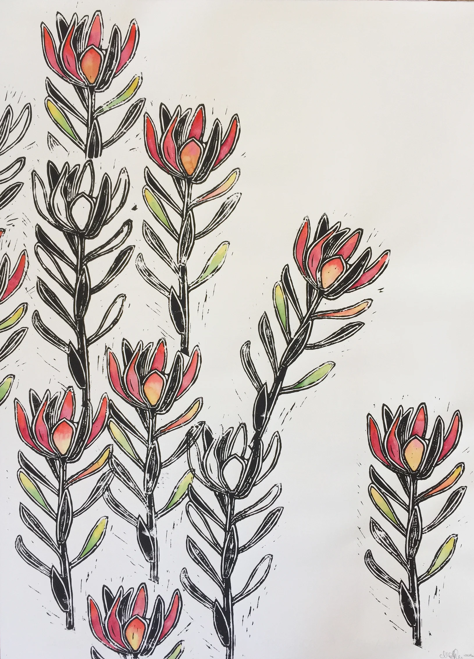 Sway - Leucadendron