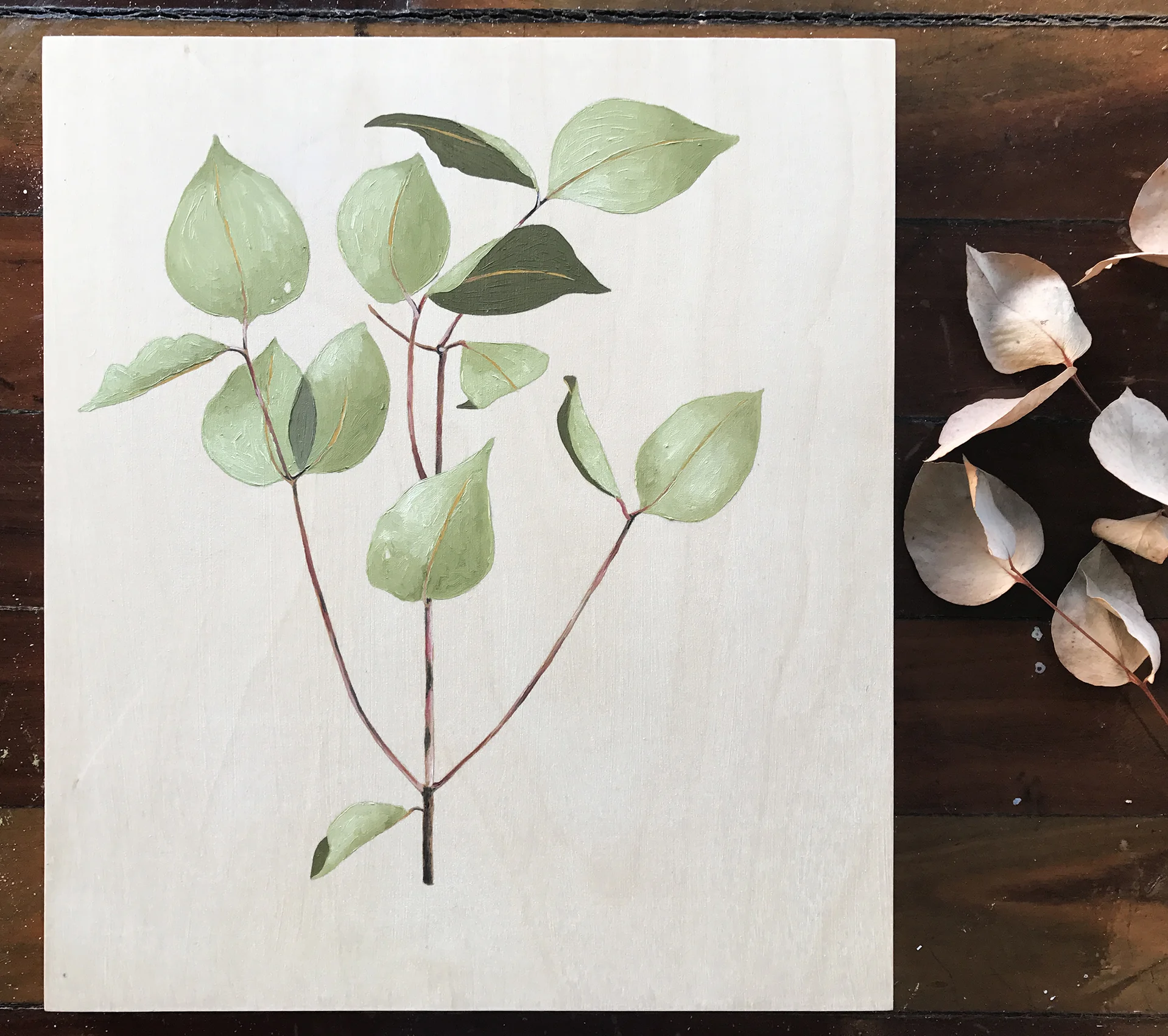 Juvenile bush eucalyptus sprig