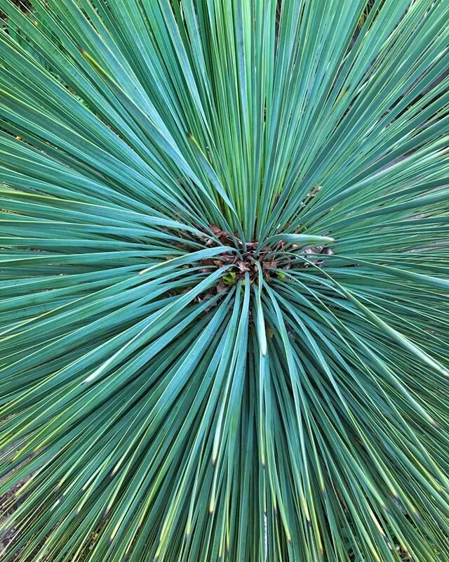 The color and size of the plant is just incredible. I just pushed in and it took on a whole new feeling. .
.
#aqua #palm #color #spikes #uniformed #igers #instgramers #instagram #plantlovers #oregon #southeast #photo #imageoftheday #art