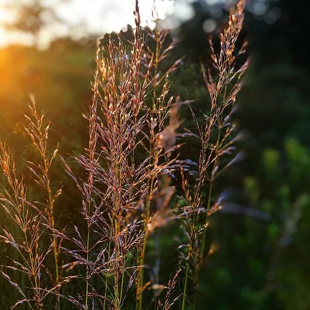 Tall grass in the fields near, Luscher Farm Lake Oswego. .
#sunset #grass #seed #latespring #field #oregonexplored #igers #instagood #art #photo