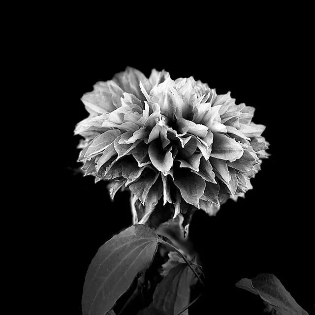 Luscher Farm flower from the Clematis Garden. #flowers #sunsetlight #blackandwhite #contrast #igers #instagrammers #instaflowers #art #garden #lakeoswego