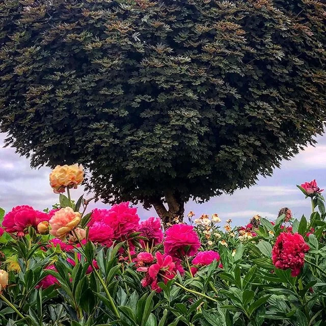 Adelman Peony Gardens, OR. 
#peonies #flowers #farmlife #oak #igers #instagram #instaphoto #photographer #peony #gardens #art #OR