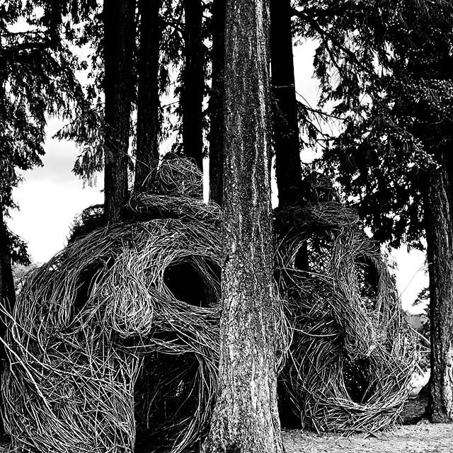 Orenco Woods Nature Park, OR. These huge sculptures made of Willows are tucked into these 90 ft Ferns. So graphic. #orencowoodsnaturepark #sculpturesofinstagram #nature #naturesculptures #willows #art #outdoors #OR #instagram #instaphoto #calm