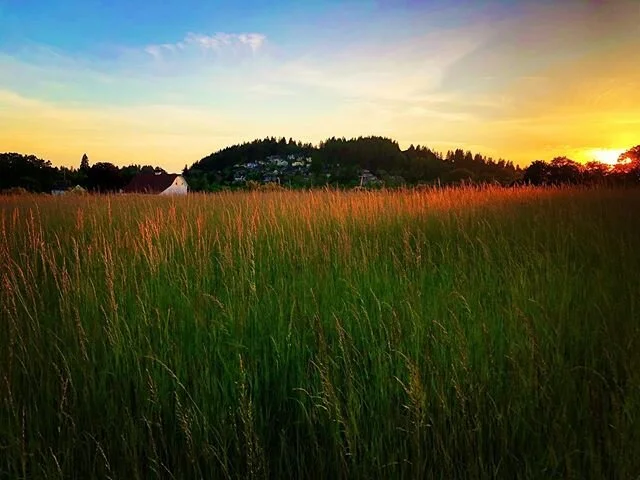 Sunset Luscher Farms. Lake Oswego OR.  #sunset #luscherfarm #latespring #farm #photography #outdoors #freshair #igers #instagood #art