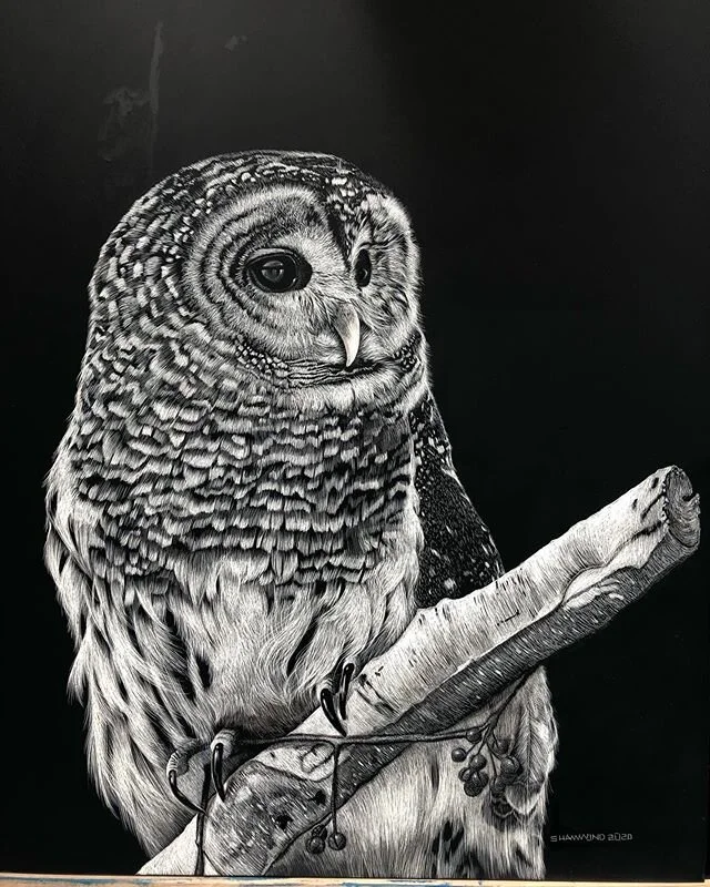 Barred Owl scratchboard I did for my older brother Jim and his wife Connie. 18x24.  #scratchboardsociety #scratchboard #artist #owls #blackandwhite #realismdrawing #drawing #instagrammers #igers #instart