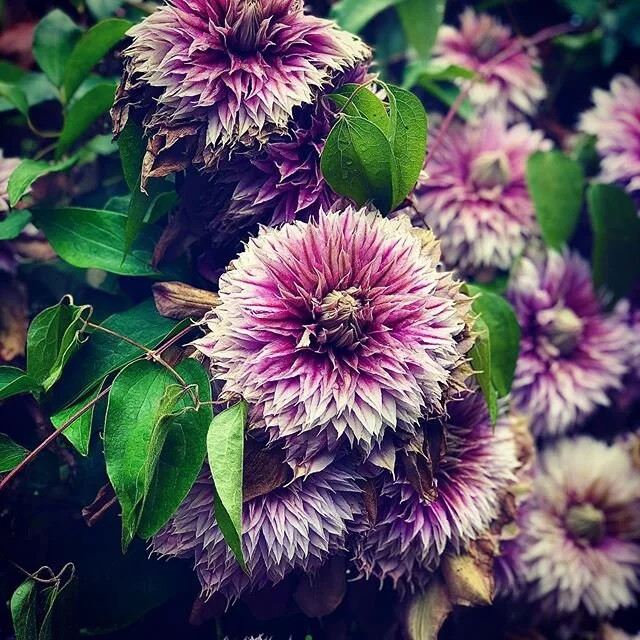 Clematis in full bloom. Seabright Gardens, Salem OR. #flowers #clematis #gardens #plants #color #details #igers #instagrammers #photo #outside #nature #gardening #art