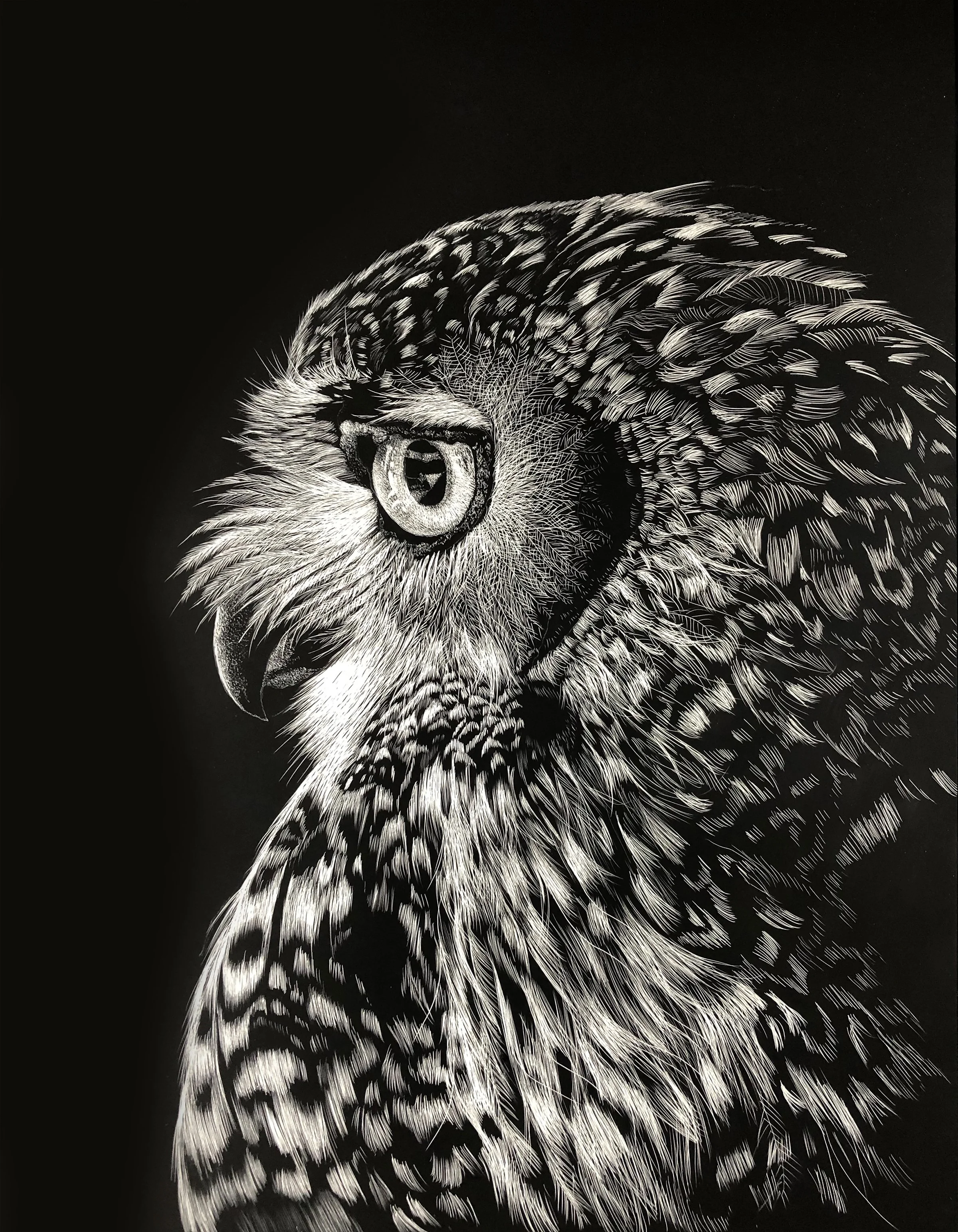 Owl Scratchboard-20.jpg