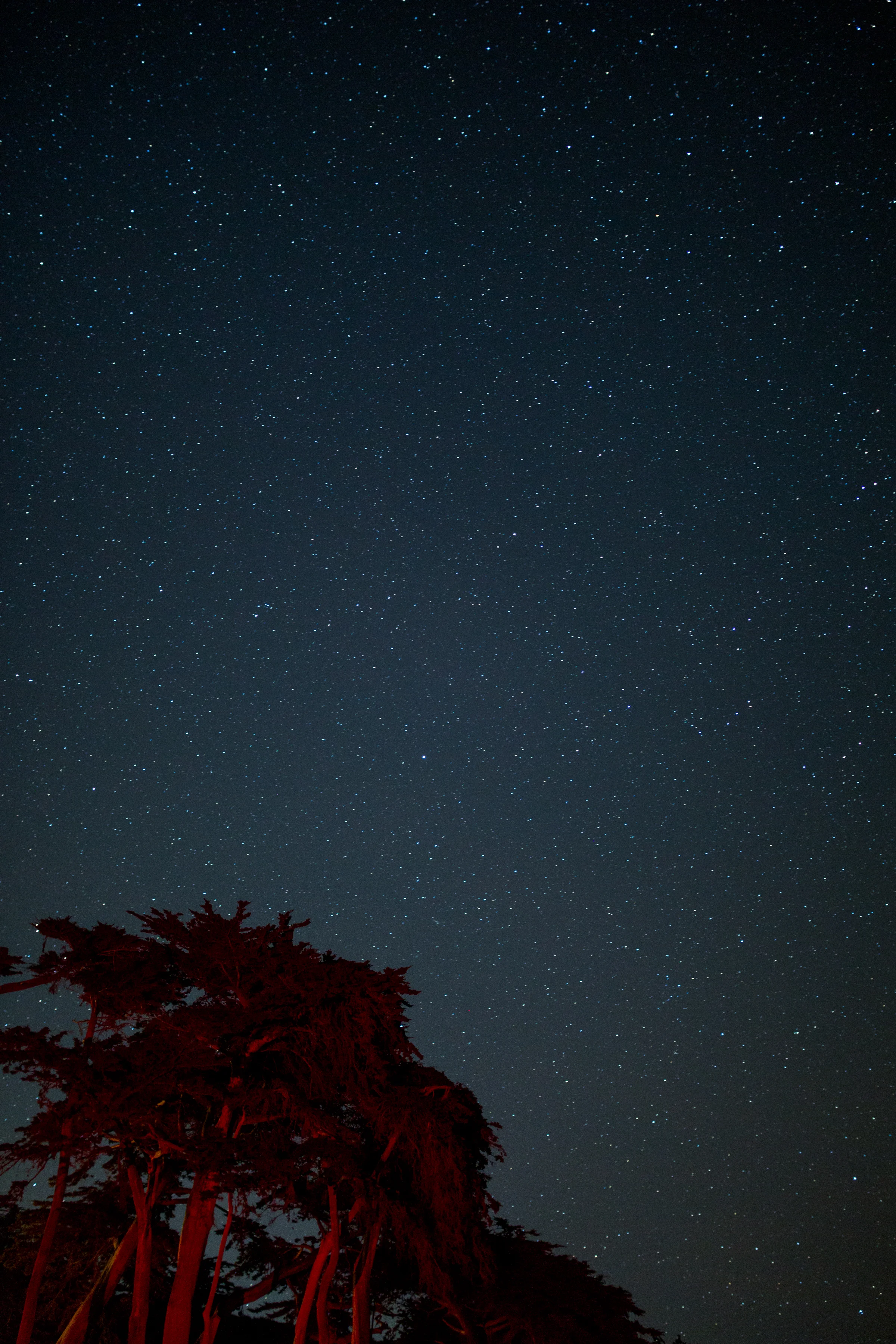 Stars Montana de Oro with Trees (1 of 1).jpg
