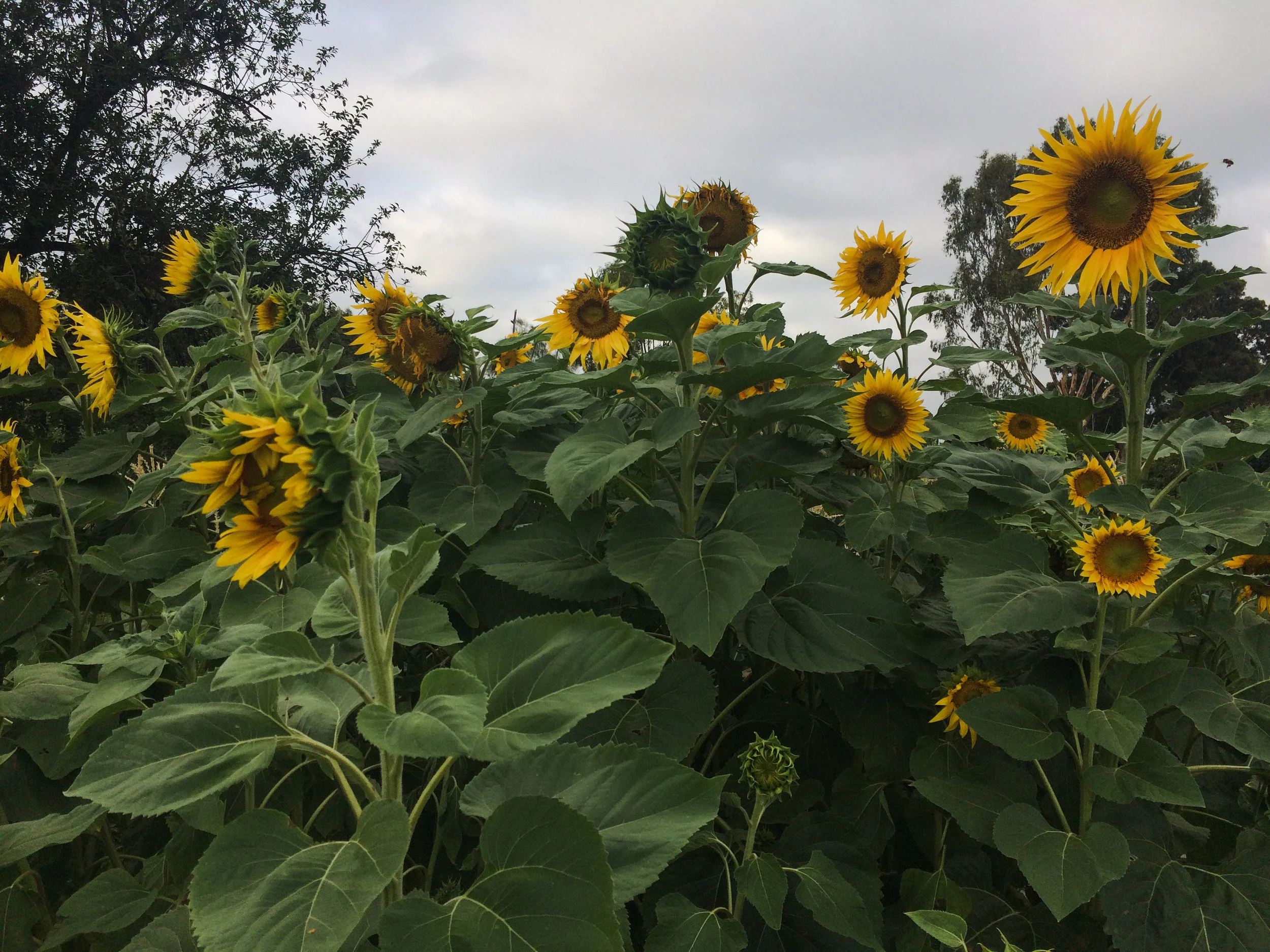 sunflowers.jpg