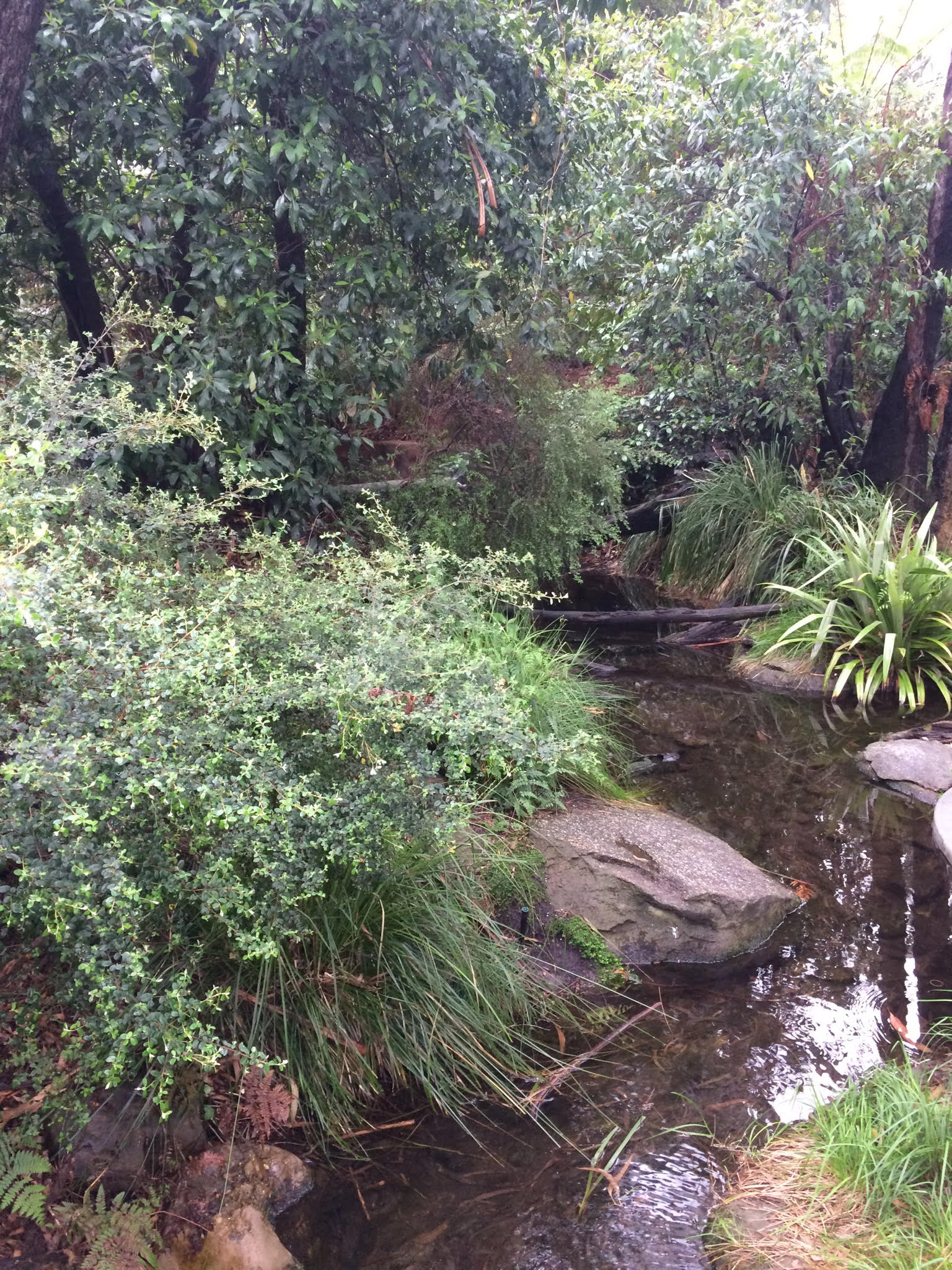 forest garden.jpg