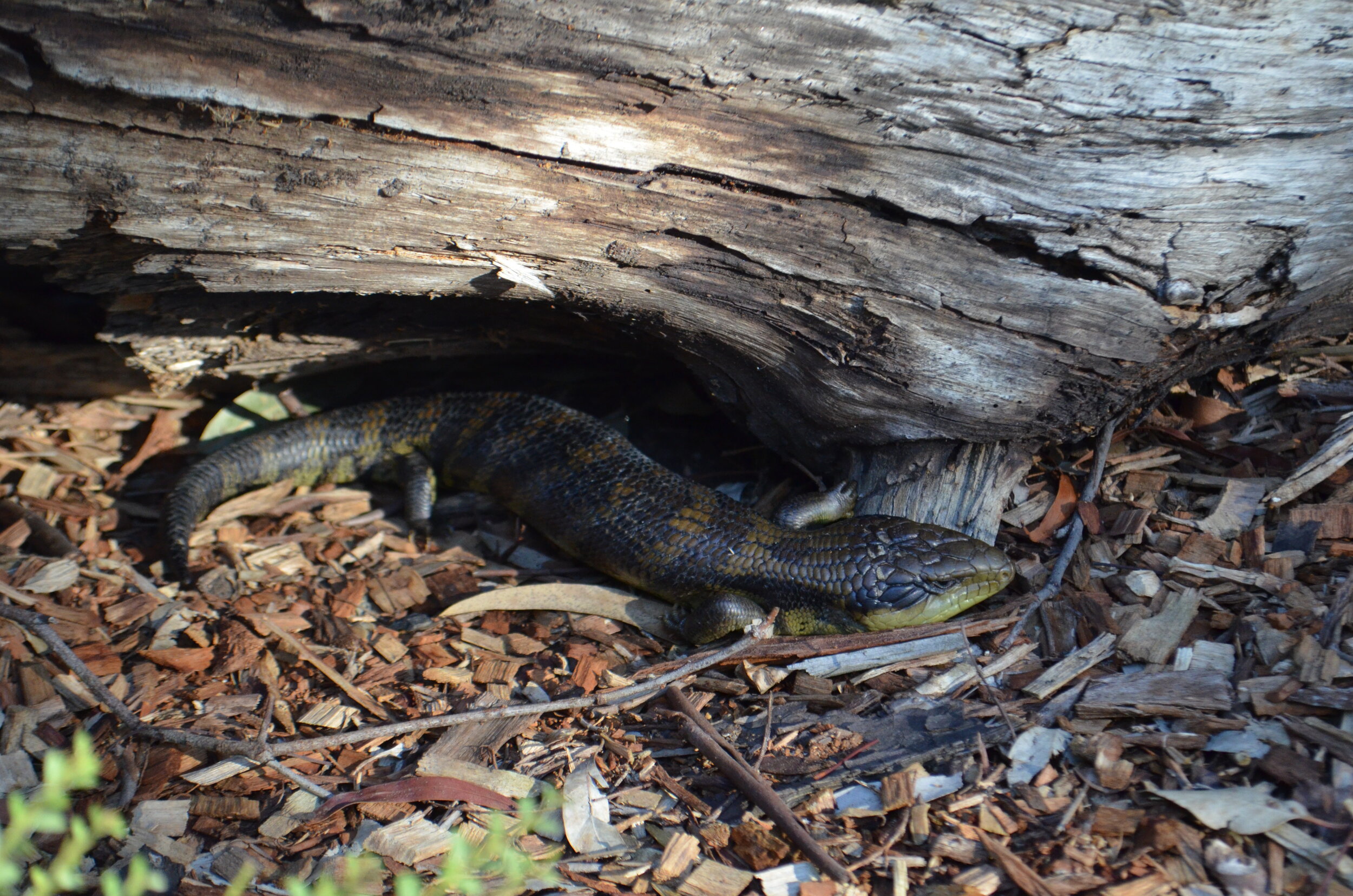 DSC_0396.JPG
