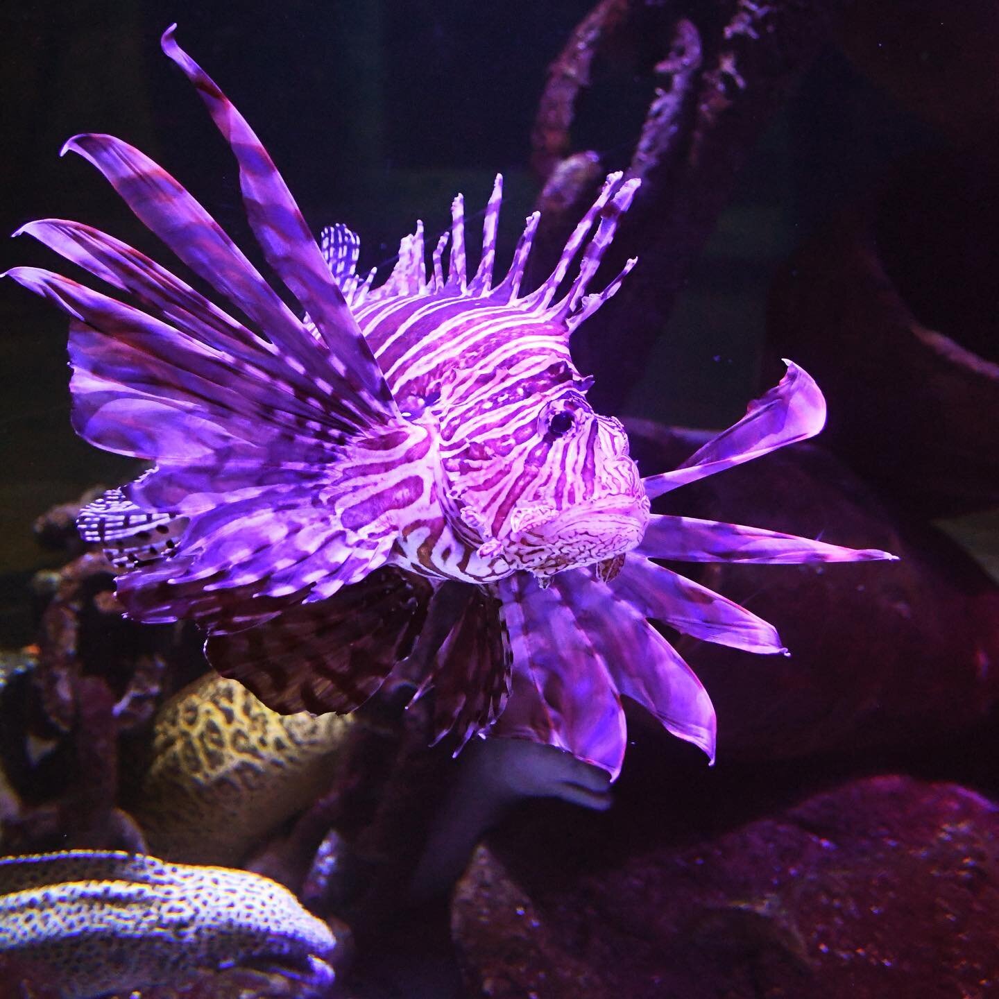 Lionfish.jpg