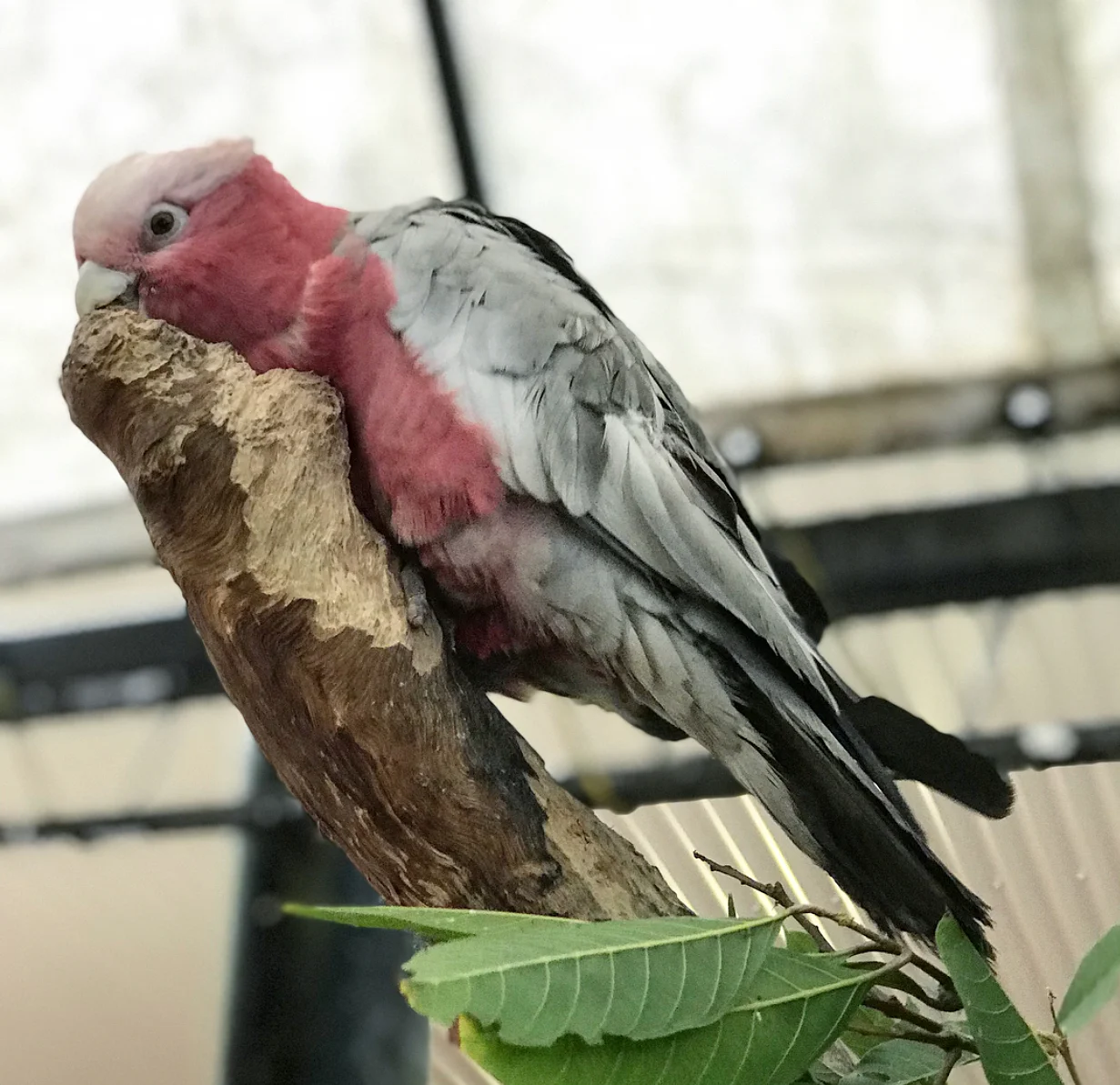 I loved the colours of this beautiful bird.