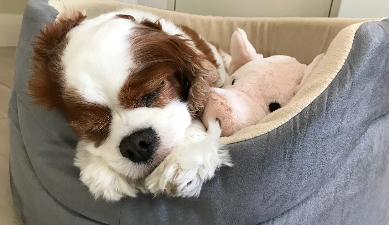 Cooper cuddling with his little piggie. 