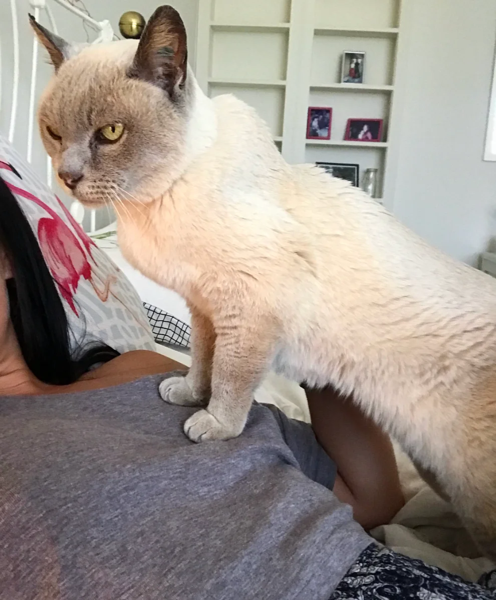 I’ve never known a cat to love cuddling so much!